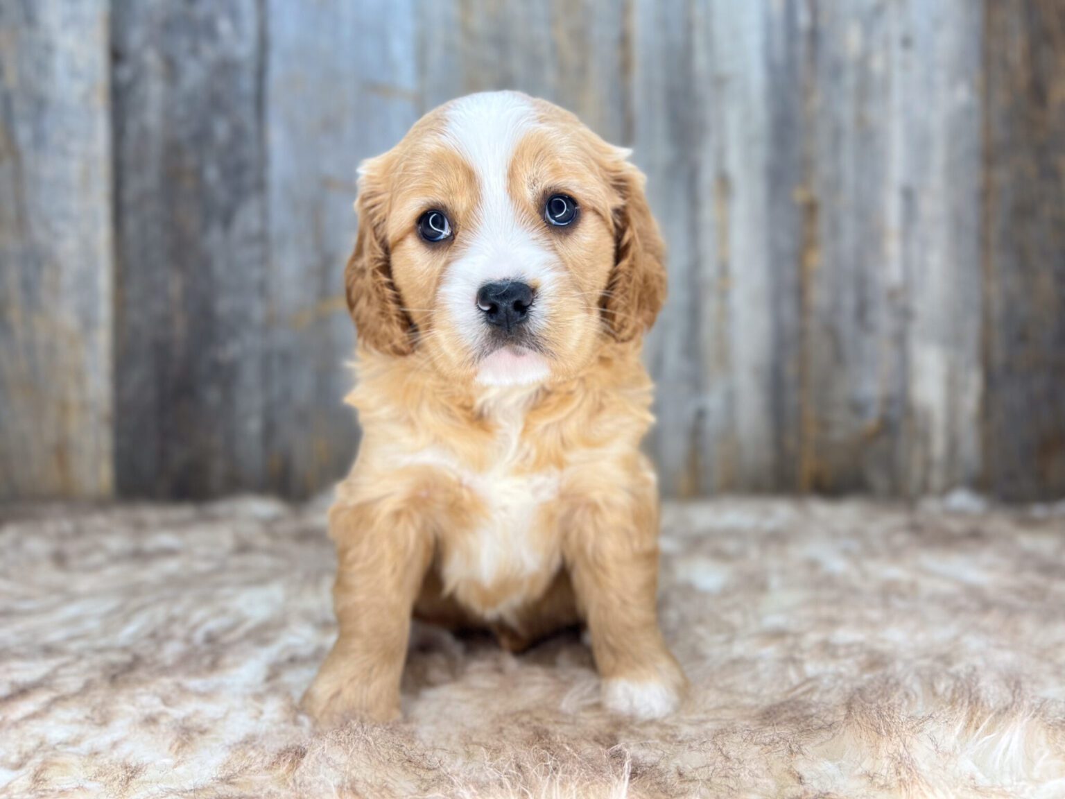 I am just a tiny baby and would love to join your family soon! Of course, you can’t see how cute and curly I will be when I get older, so the Dog Club will send updated photos when I am about 6 to 7 weeks old, if you choose to adopt me. Infant puppy deposits are refundable or transferrable.