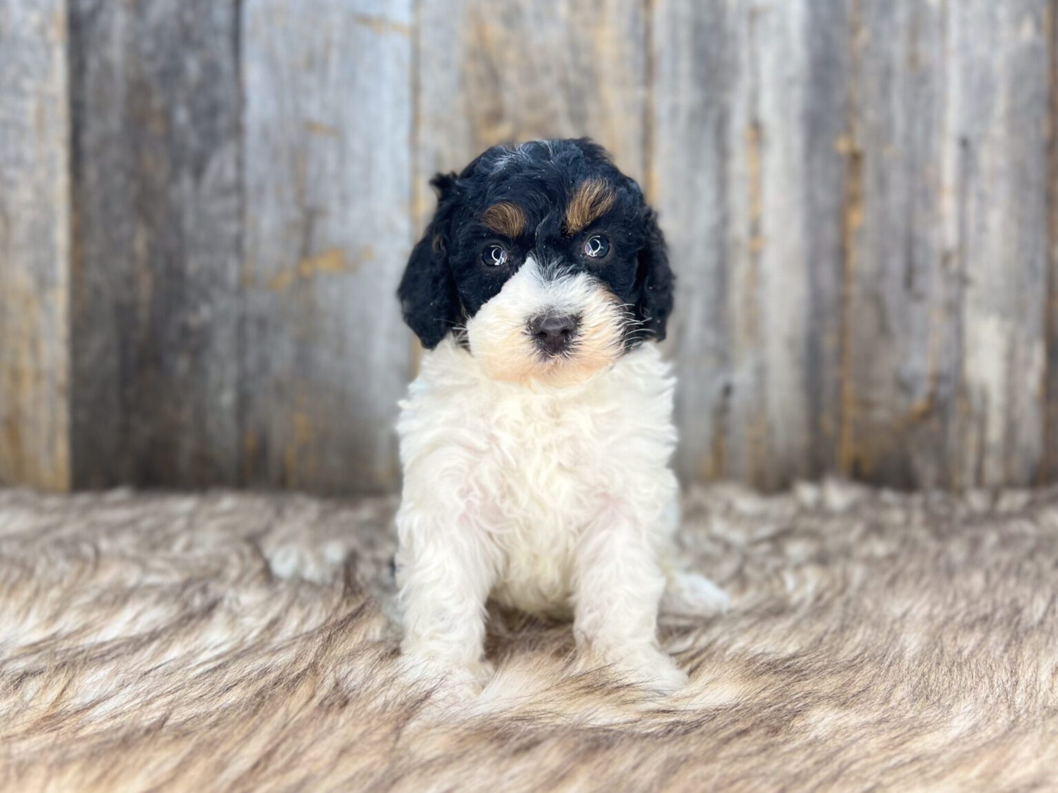 I am just a tiny baby and would love to join your family soon! Of course, you can’t see how cute and curly I will be when I get older, so the Dog Club will send updated photos when I am about 6 to 7 weeks old, if you choose to adopt me. Infant puppy deposits are refundable or transferrable.