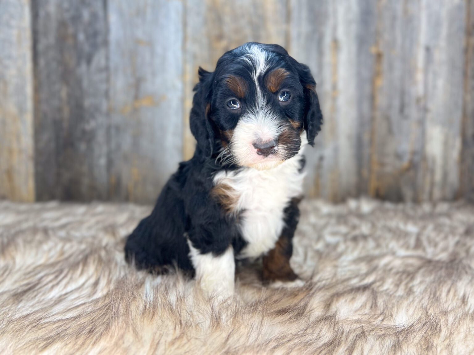 I am just a tiny baby and would love to join your family soon! Of course, you can’t see how cute and curly I will be when I get older, so the Dog Club will send updated photos when I am about 6 to 7 weeks old, if you choose to adopt me. Infant puppy deposits are refundable or transferrable.