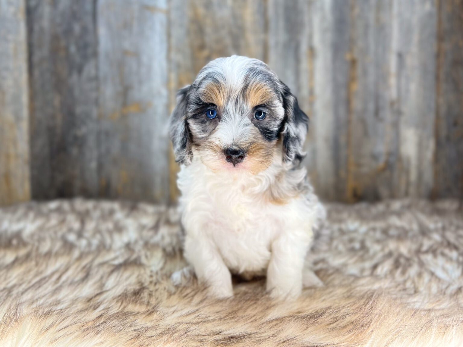 I am just a tiny baby and would love to join your family soon! Of course, you can’t see how cute and curly I will be when I get older, so the Dog Club will send updated photos when I am about 6 to 7 weeks old, if you choose to adopt me. Infant puppy deposits are refundable or transferrable.