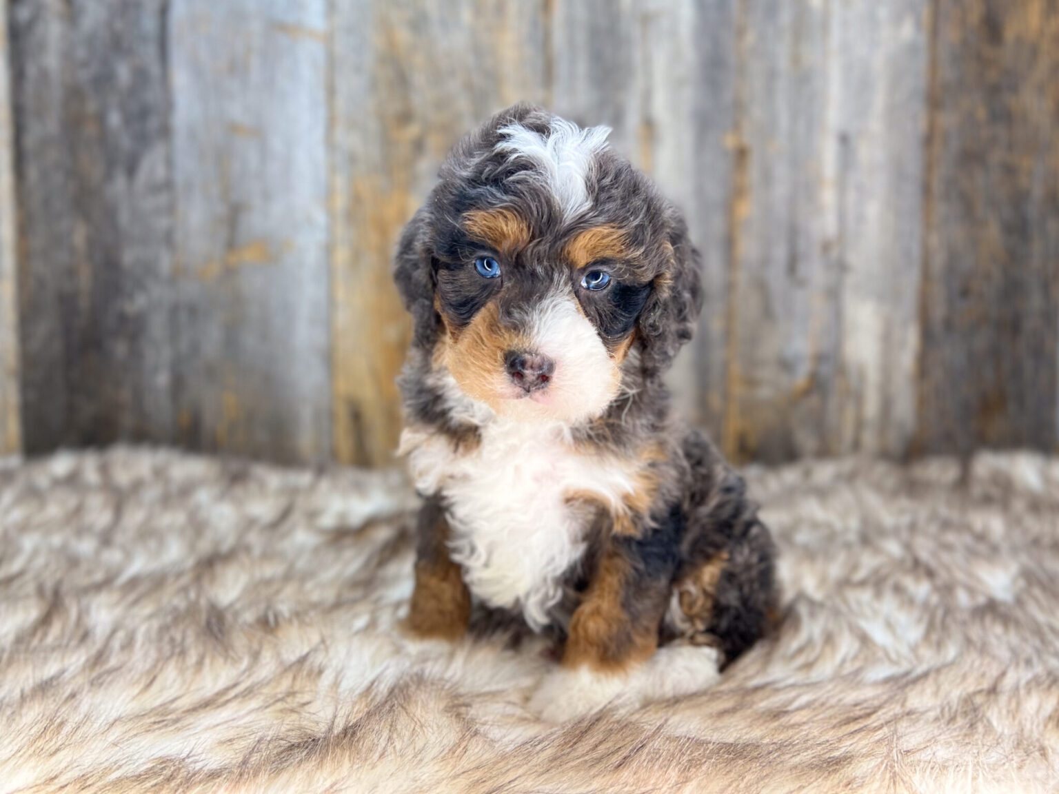 I am just a tiny baby and would love to join your family soon! Of course, you can’t see how cute and curly I will be when I get older, so the Dog Club will send updated photos when I am about 6 to 7 weeks old, if you choose to adopt me. Infant puppy deposits are refundable or transferrable.
