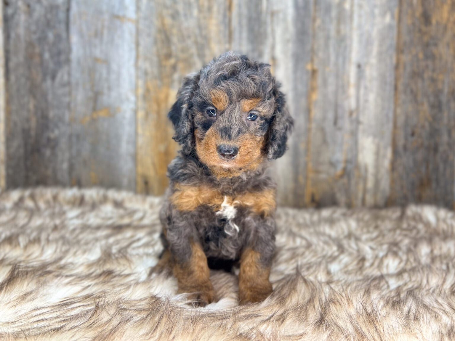 I am just a tiny baby and would love to join your family soon! Of course, you can’t see how cute and curly I will be when I get older, so the Dog Club will send updated photos when I am about 6 to 7 weeks old, if you choose to adopt me. Infant puppy deposits are refundable or transferrable.