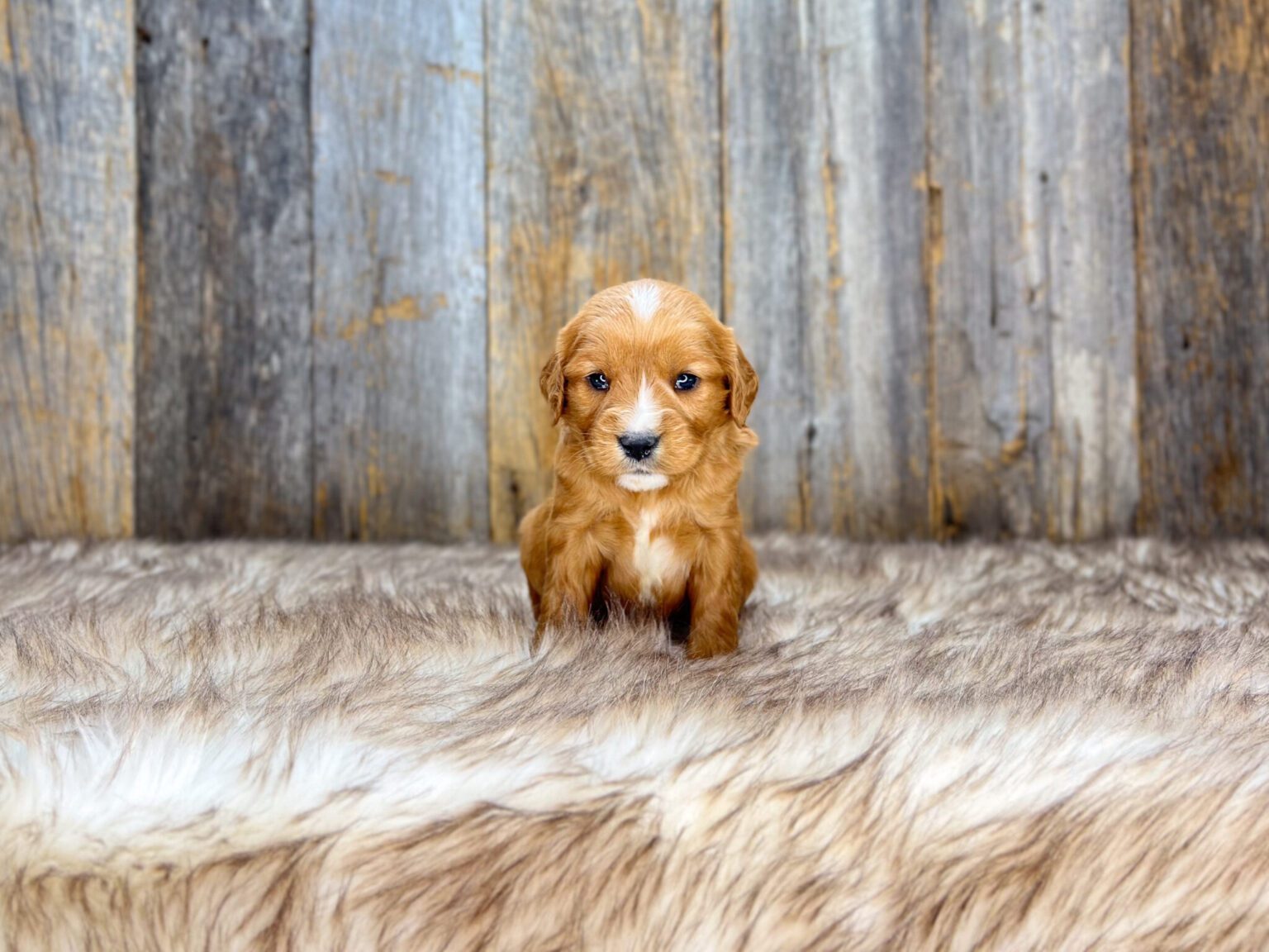 I am just a tiny baby and would love to join your family soon! Of course, you can’t see how cute and curly I will be when I get older, so the Dog Club will send updated photos when I am about 6 to 7 weeks old, if you choose to adopt me. Infant puppy deposits are refundable or transferrable.
