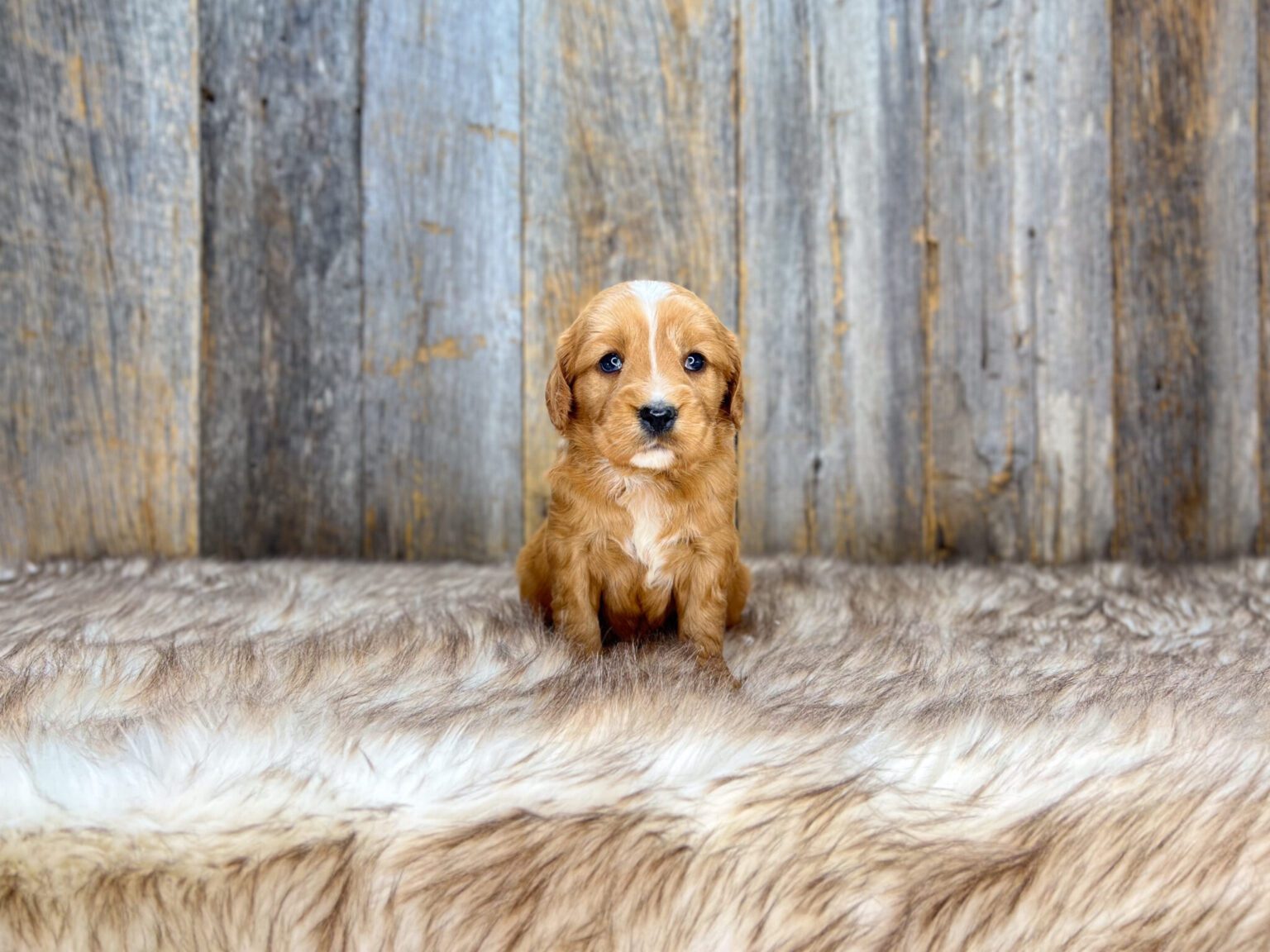 I am just a tiny baby and would love to join your family soon! Of course, you can’t see how cute and curly I will be when I get older, so the Dog Club will send updated photos when I am about 6 to 7 weeks old, if you choose to adopt me. Infant puppy deposits are refundable or transferrable.