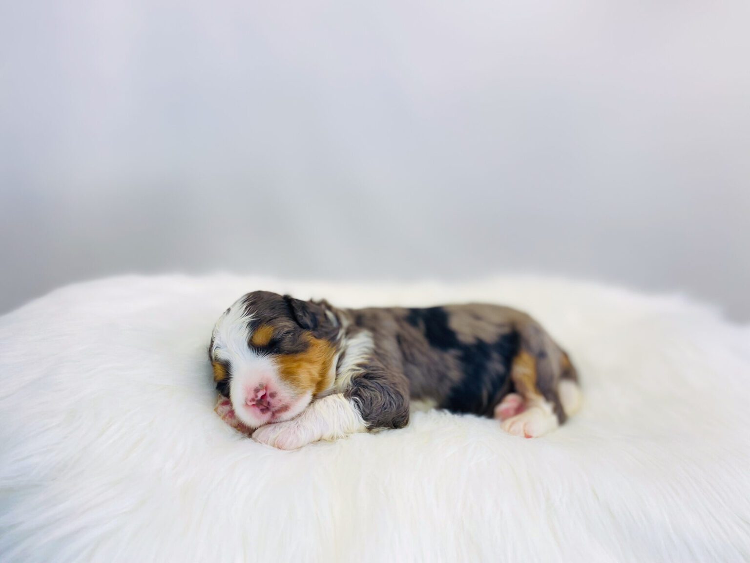 I am just a tiny baby and would love to join your family soon! Of course, you can’t see how cute and curly I will be when I get older, so the Dog Club will send updated photos when I am about 6 to 7 weeks old, if you choose to adopt me. Infant puppy deposits are refundable or transferrable.