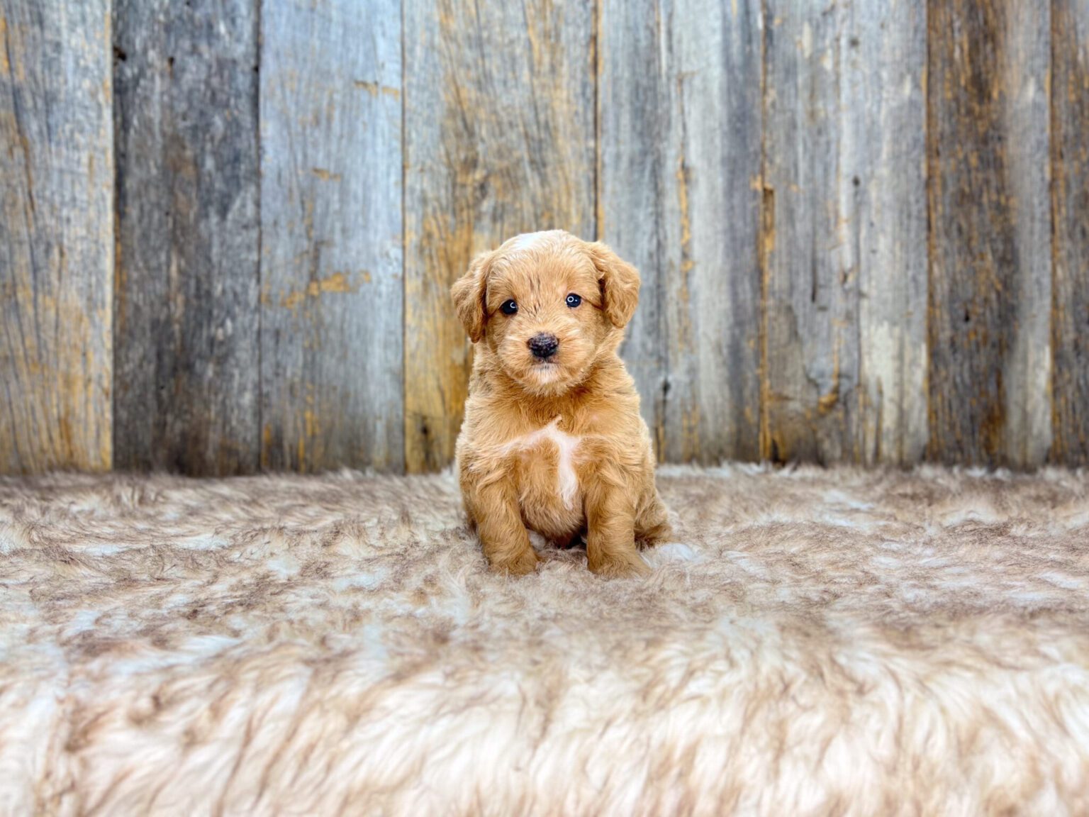 I am just a tiny baby and would love to join your family soon! Of course, you can’t see how cute and curly I will be when I get older, so the Dog Club will send updated photos when I am about 6 to 7 weeks old, if you choose to adopt me. Infant puppy deposits are refundable or transferrable.