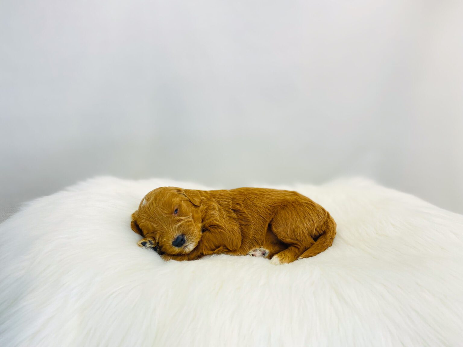 I am just a tiny baby and would love to join your family soon! Of course, you can’t see how cute and curly I will be when I get older, so the Dog Club will send updated photos when I am about 6 to 7 weeks old, if you choose to adopt me. Infant puppy deposits are refundable or transferrable.