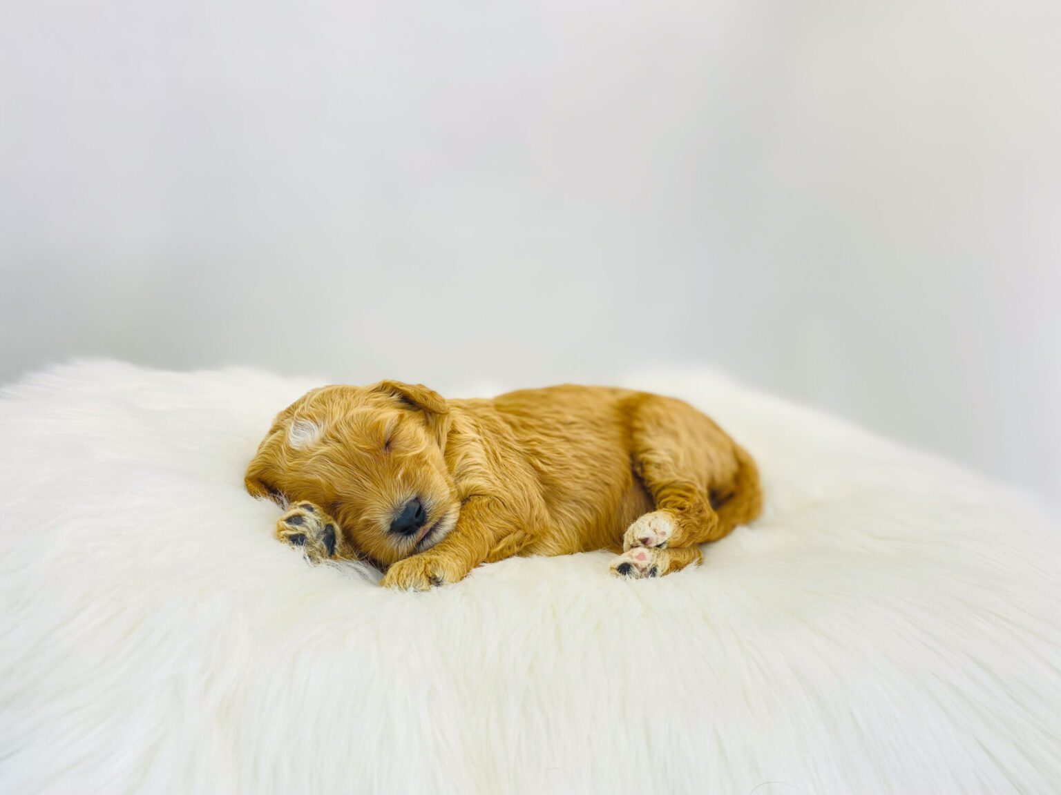 I am just a tiny baby and would love to join your family soon! Of course, you can’t see how cute and curly I will be when I get older, so the Dog Club will send updated photos when I am about 6 to 7 weeks old, if you choose to adopt me. Infant puppy deposits are refundable or transferrable.