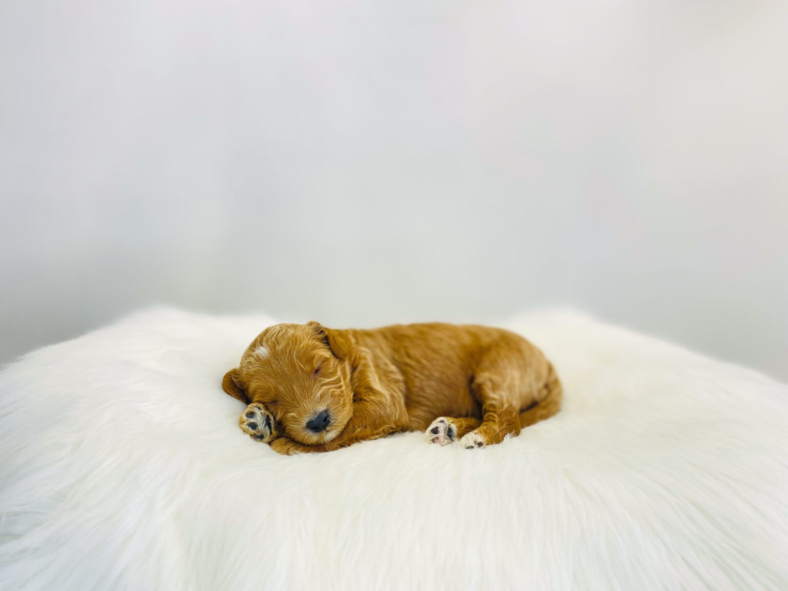 I am just a tiny baby and would love to join your family soon! Of course, you can’t see how cute and curly I will be when I get older, so the Dog Club will send updated photos when I am about 6 to 7 weeks old, if you choose to adopt me. Infant puppy deposits are refundable or transferrable.