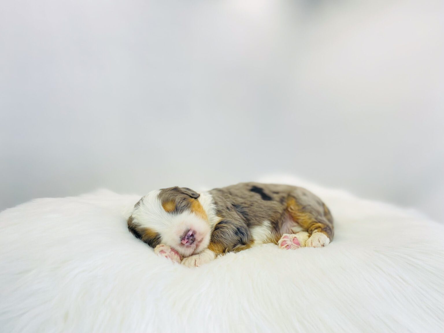 I am just a tiny baby and would love to join your family soon! Of course, you can’t see how cute and curly I will be when I get older, so the Dog Club will send updated photos when I am about 6 to 7 weeks old, if you choose to adopt me. Infant puppy deposits are refundable or transferrable.