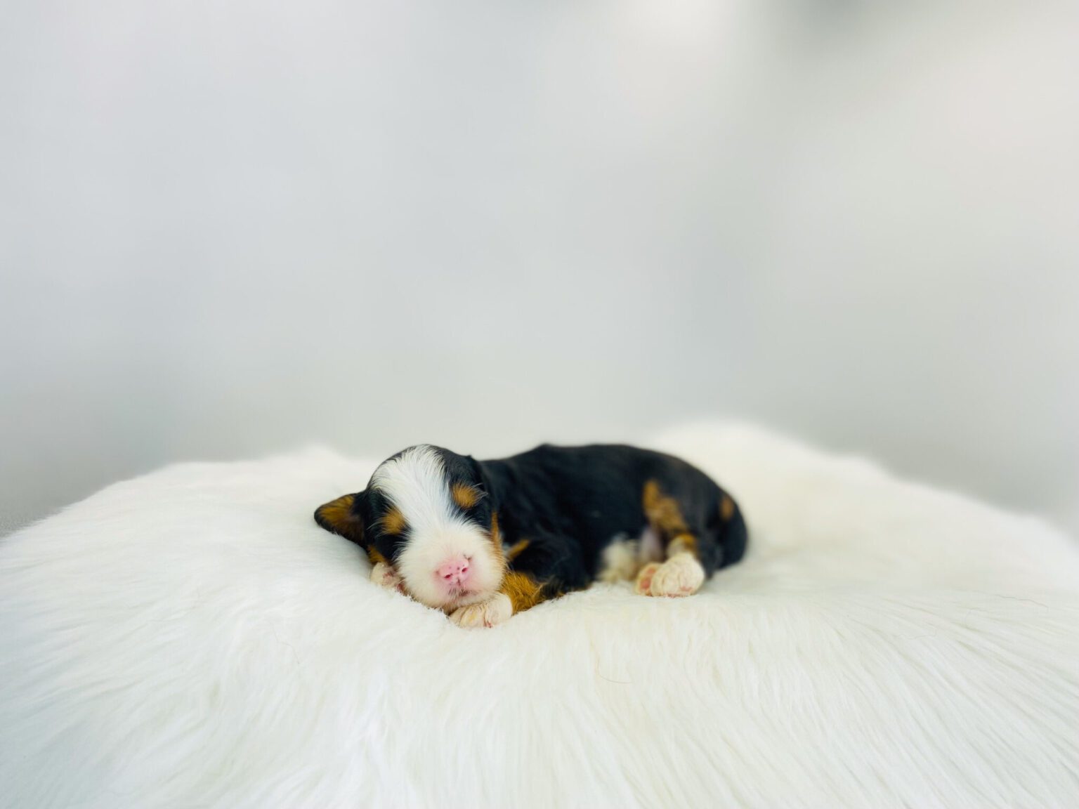 I am just a tiny baby and would love to join your family soon! Of course, you can’t see how cute and curly I will be when I get older, so the Dog Club will send updated photos when I am about 6 to 7 weeks old, if you choose to adopt me. Infant puppy deposits are refundable or transferrable.