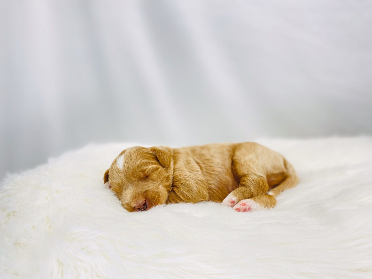 I am just a tiny baby and would love to join your family soon! Of course, you can’t see how cute and curly I will be when I get older, so the Dog Club will send updated photos when I am about 6 to 7 weeks old, if you choose to adopt me. Infant puppy deposits are refundable or transferrable.