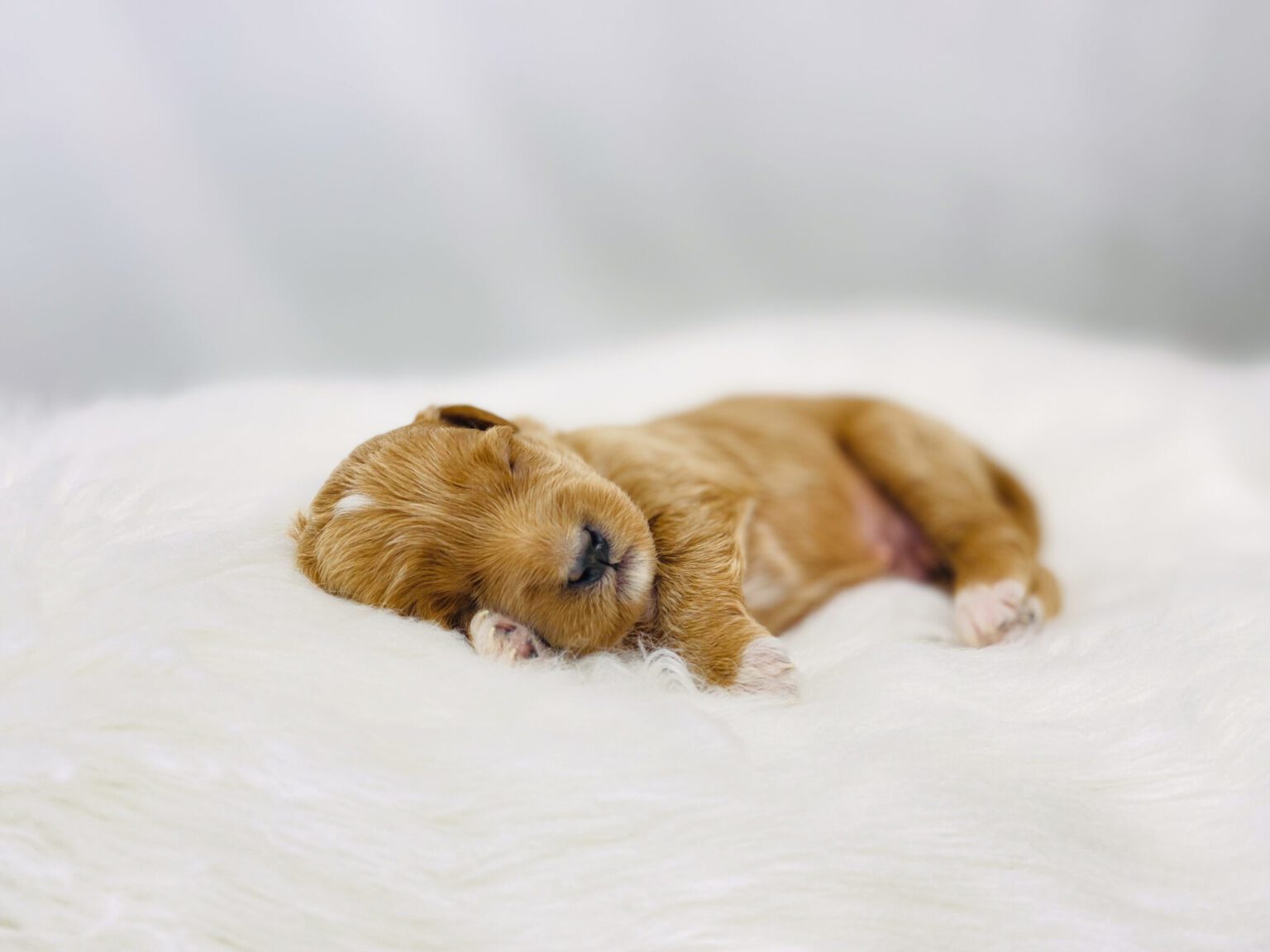 I am just a tiny baby and would love to join your family soon! Of course, you can’t see how cute and curly I will be when I get older, so the Dog Club will send updated photos when I am about 6 to 7 weeks old, if you choose to adopt me. Infant puppy deposits are refundable or transferrable.