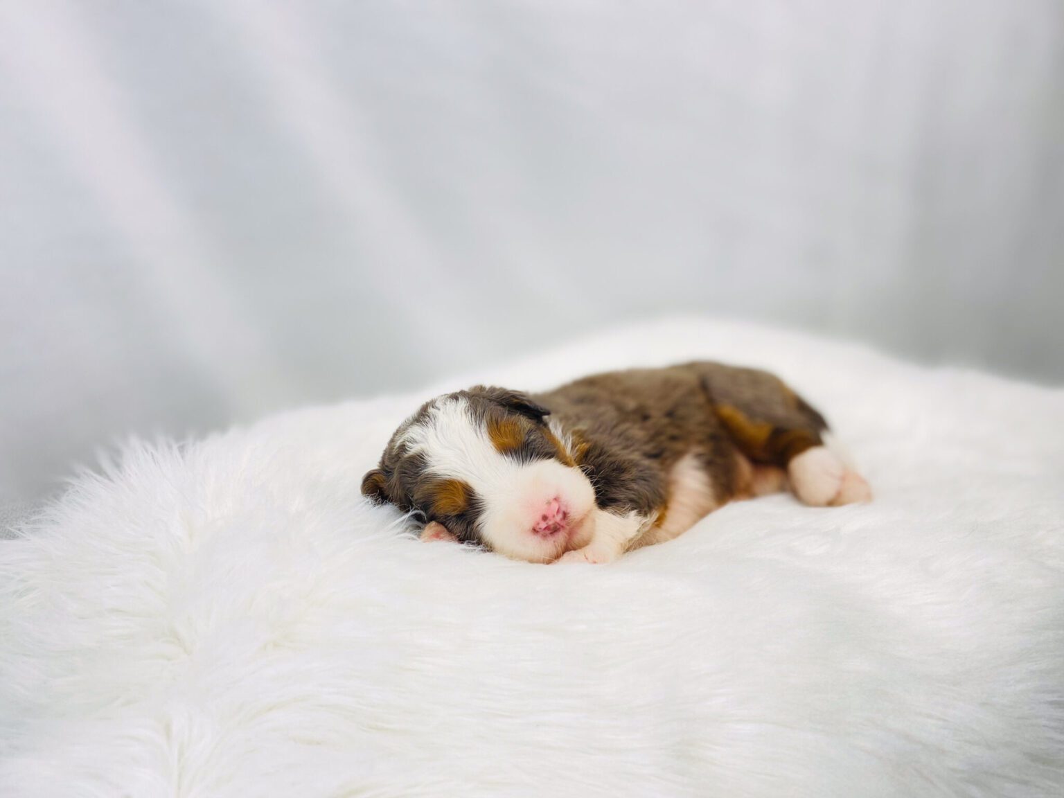 I am just a tiny baby and would love to join your family soon! Of course, you can’t see how cute and curly I will be when I get older, so the Dog Club will send updated photos when I am about 6 to 7 weeks old, if you choose to adopt me. Infant puppy deposits are refundable or transferrable.