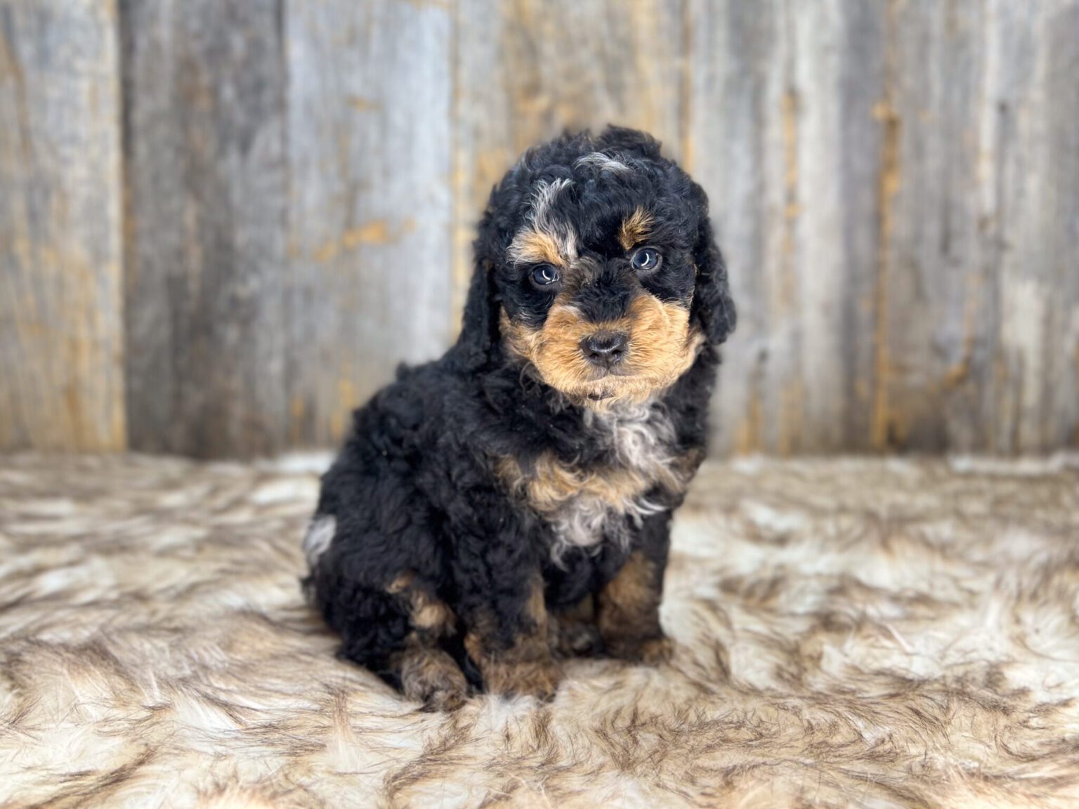 I am just a tiny baby and would love to join your family soon! Of course, you can’t see how cute and curly I will be when I get older, so the Dog Club will send updated photos when I am about 6 to 7 weeks old, if you choose to adopt me. Infant puppy deposits are refundable or transferrable.