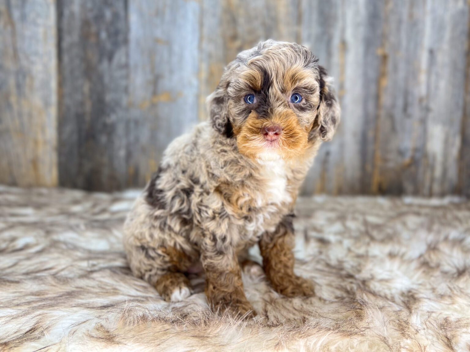 I am just a tiny baby and would love to join your family soon! Of course, you can’t see how cute and curly I will be when I get older, so the Dog Club will send updated photos when I am about 6 to 7 weeks old, if you choose to adopt me. Infant puppy deposits are refundable or transferrable.