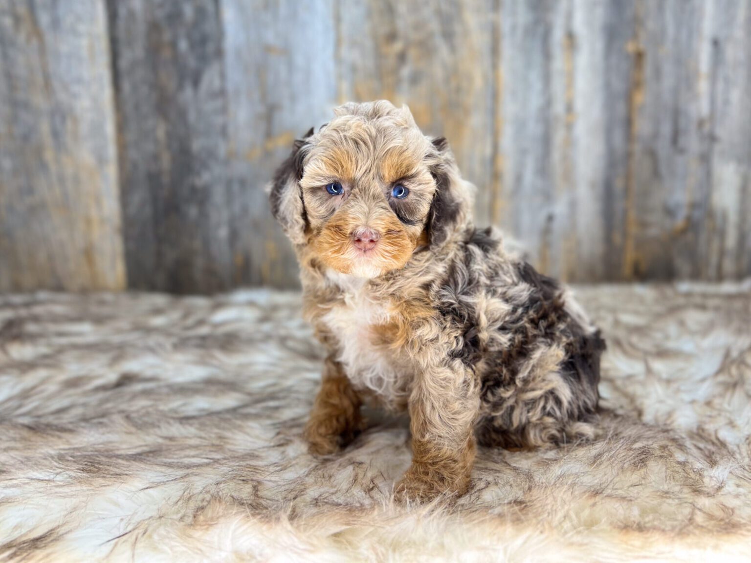 I am just a tiny baby and would love to join your family soon! Of course, you can’t see how cute and curly I will be when I get older, so the Dog Club will send updated photos when I am about 6 to 7 weeks old, if you choose to adopt me. Infant puppy deposits are refundable or transferrable.