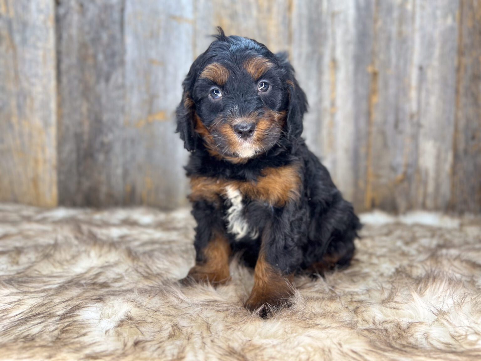 I am just a tiny baby and would love to join your family soon! Of course, you can’t see how cute and curly I will be when I get older, so the Dog Club will send updated photos when I am about 6 to 7 weeks old, if you choose to adopt me. Infant puppy deposits are refundable or transferrable.