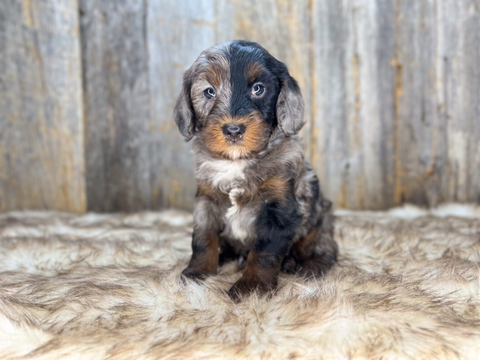 I am just a tiny baby and would love to join your family soon! Of course, you can’t see how cute and curly I will be when I get older, so the Dog Club will send updated photos when I am about 6 to 7 weeks old, if you choose to adopt me. Infant puppy deposits are refundable or transferrable.