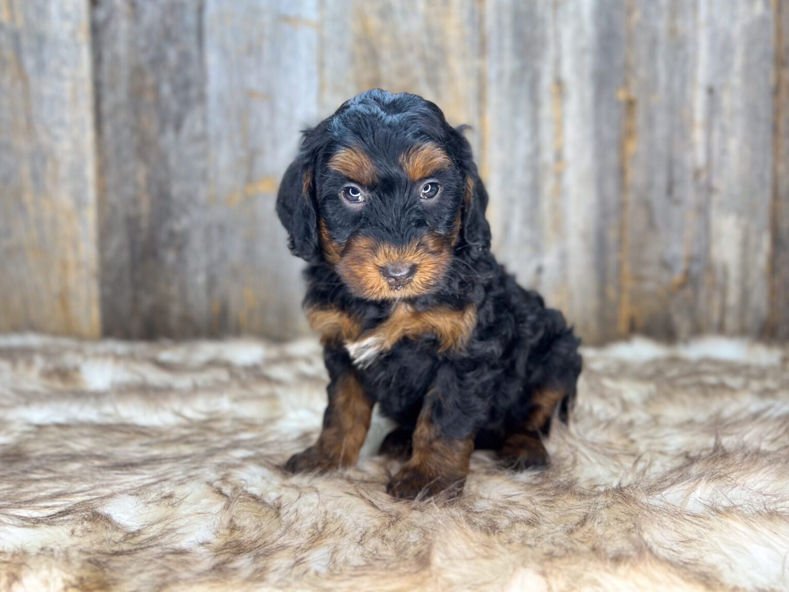 I am just a tiny baby and would love to join your family soon! Of course, you can’t see how cute and curly I will be when I get older, so the Dog Club will send updated photos when I am about 6 to 7 weeks old, if you choose to adopt me. Infant puppy deposits are refundable or transferrable.