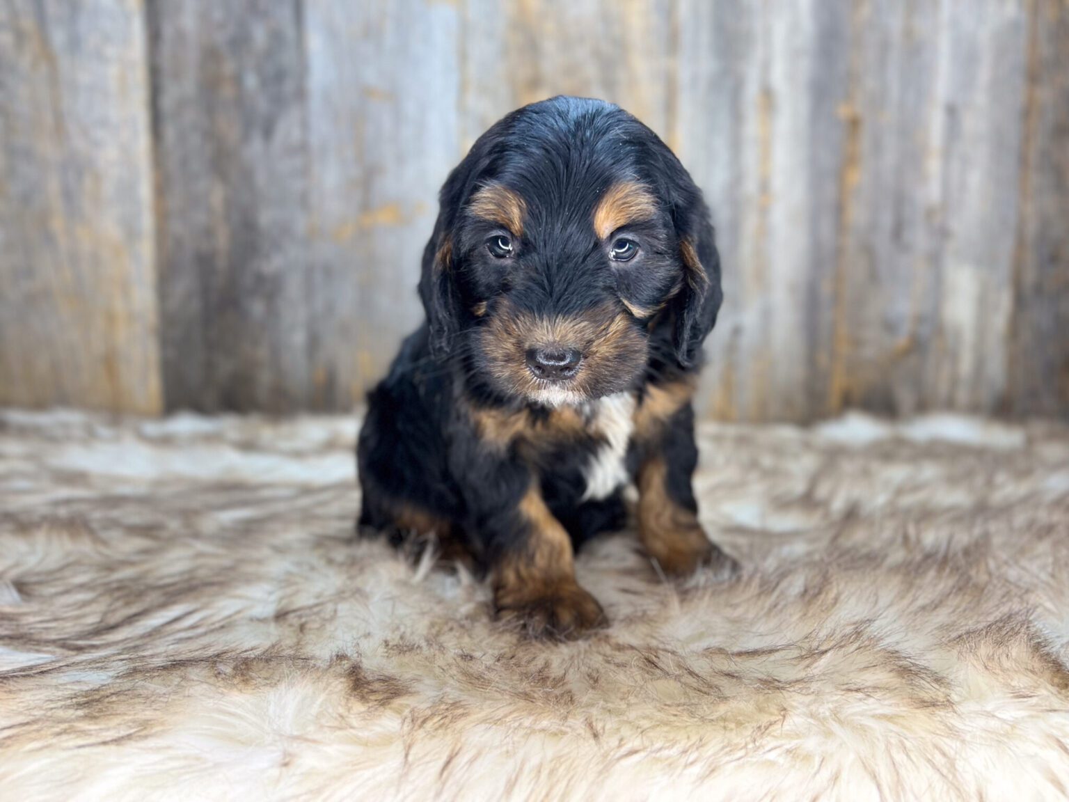 I am just a tiny baby and would love to join your family soon! Of course, you can’t see how cute and curly I will be when I get older, so the Dog Club will send updated photos when I am about 6 to 7 weeks old, if you choose to adopt me. Infant puppy deposits are refundable or transferrable.