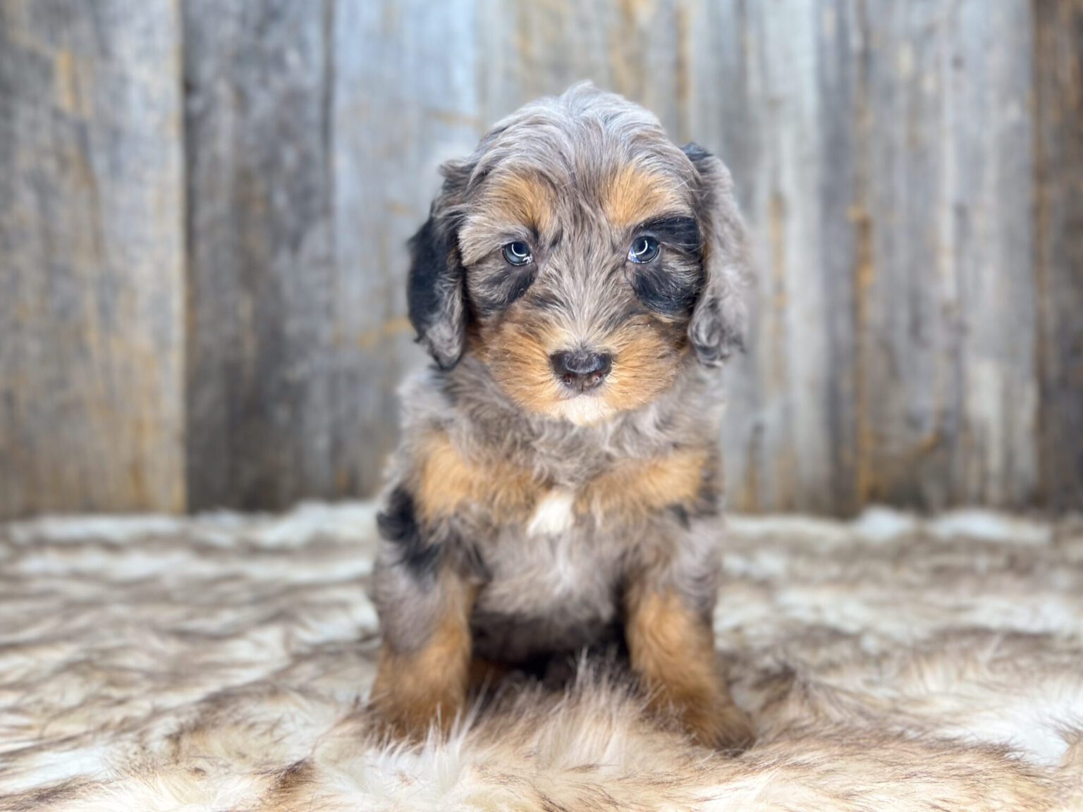 I am just a tiny baby and would love to join your family soon! Of course, you can’t see how cute and curly I will be when I get older, so the Dog Club will send updated photos when I am about 6 to 7 weeks old, if you choose to adopt me. Infant puppy deposits are refundable or transferrable.