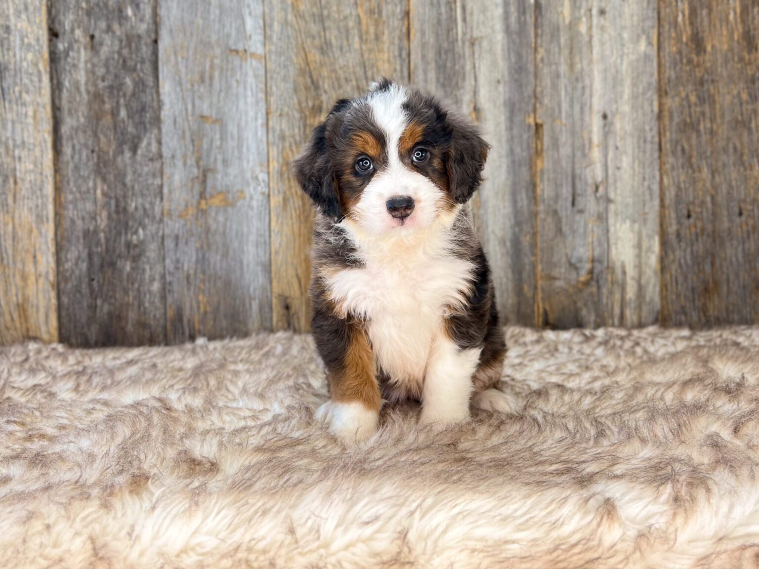 I am just a tiny baby and would love to join your family soon! Of course, you can’t see how cute and curly I will be when I get older, so the Dog Club will send updated photos when I am about 6 to 7 weeks old, if you choose to adopt me. Infant puppy deposits are refundable or transferrable.