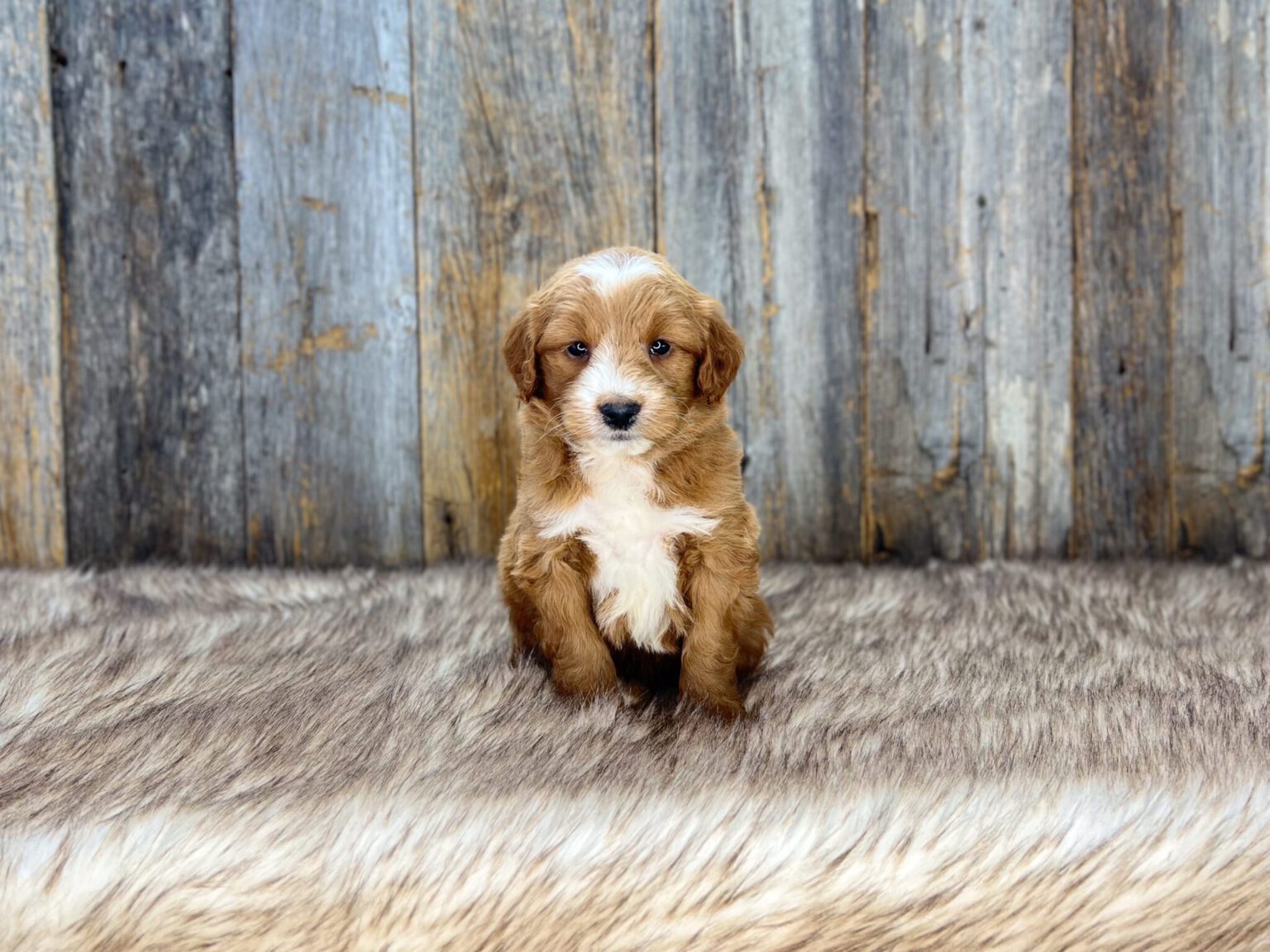 I am just a tiny baby and would love to join your family soon! Of course, you can’t see how cute and curly I will be when I get older, so the Dog Club will send updated photos when I am about 6 to 7 weeks old, if you choose to adopt me. Infant puppy deposits are refundable or transferrable.