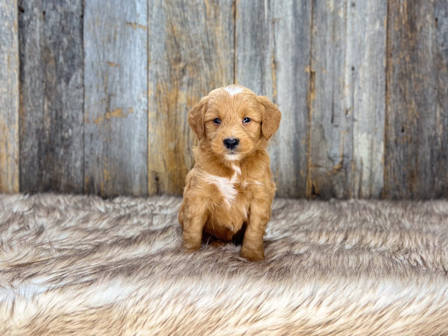 I am just a tiny baby and would love to join your family soon! Of course, you can’t see how cute and curly I will be when I get older, so the Dog Club will send updated photos when I am about 6 to 7 weeks old, if you choose to adopt me. Infant puppy deposits are refundable or transferrable.