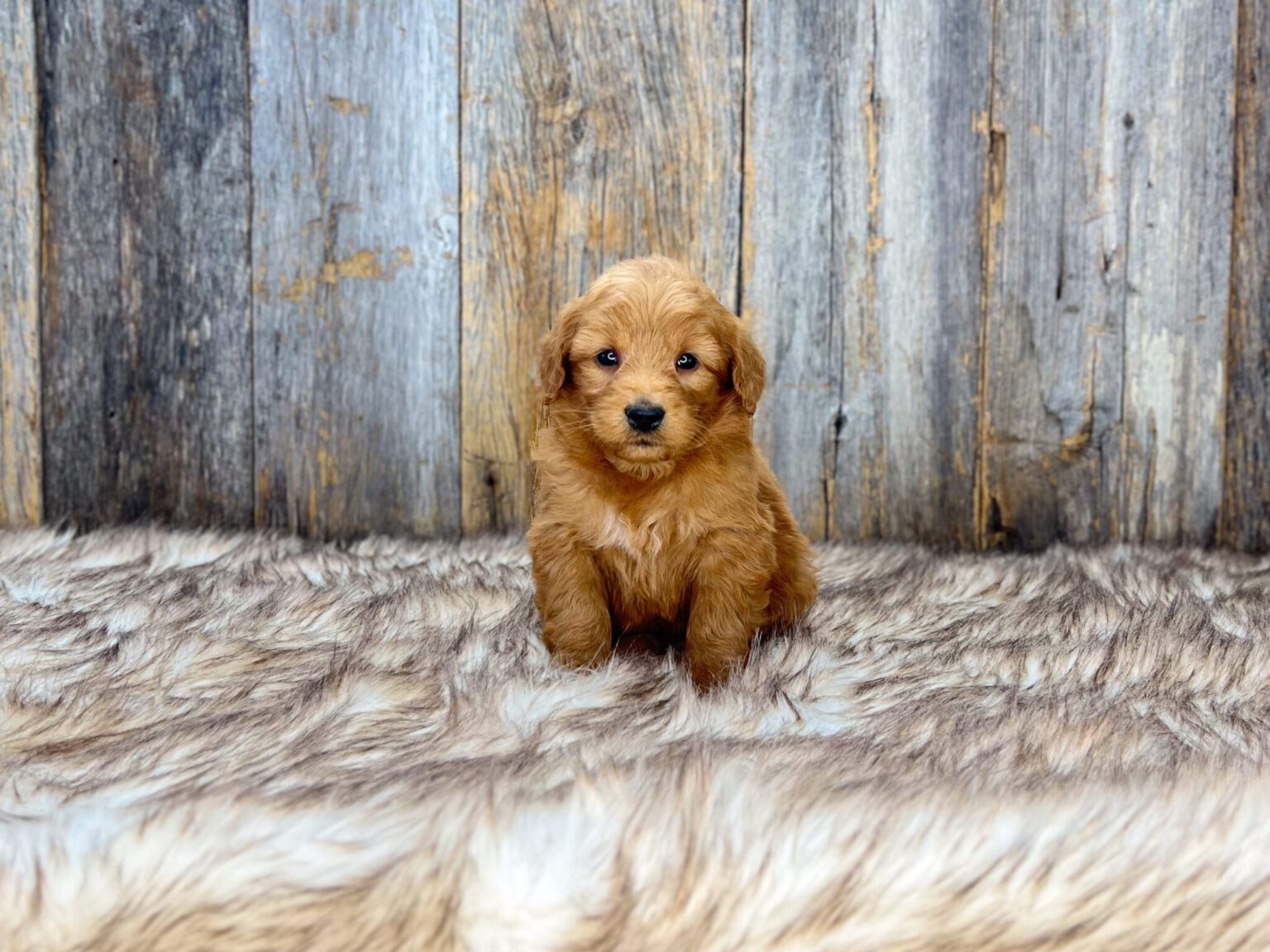 I am just a tiny baby and would love to join your family soon! Of course, you can’t see how cute and curly I will be when I get older, so the Dog Club will send updated photos when I am about 6 to 7 weeks old, if you choose to adopt me. Infant puppy deposits are refundable or transferrable.
