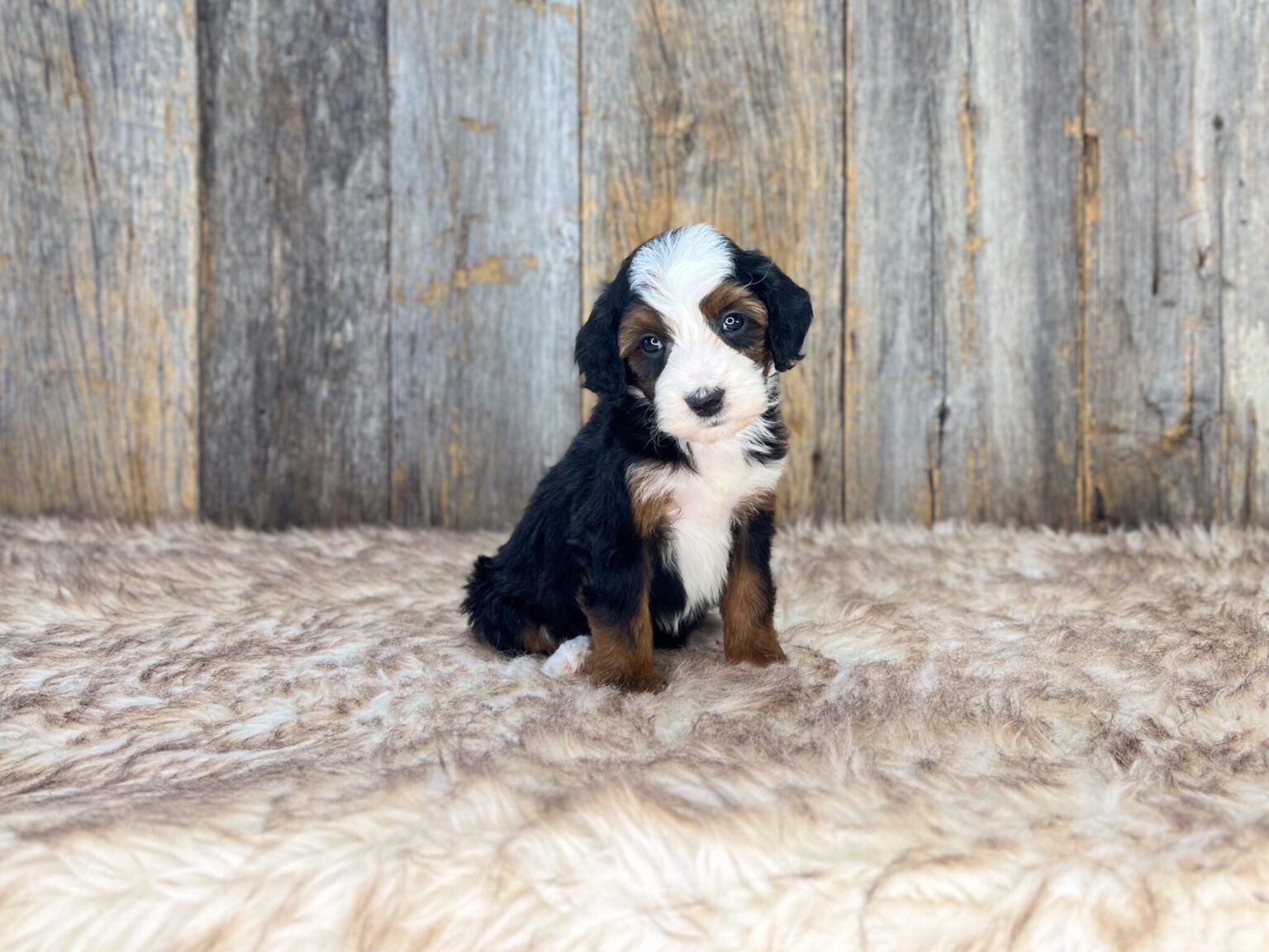 I am just a tiny baby and would love to join your family soon! Of course, you can’t see how cute and curly I will be when I get older, so the Dog Club will send updated photos when I am about 6 to 7 weeks old, if you choose to adopt me. Infant puppy deposits are refundable or transferrable.