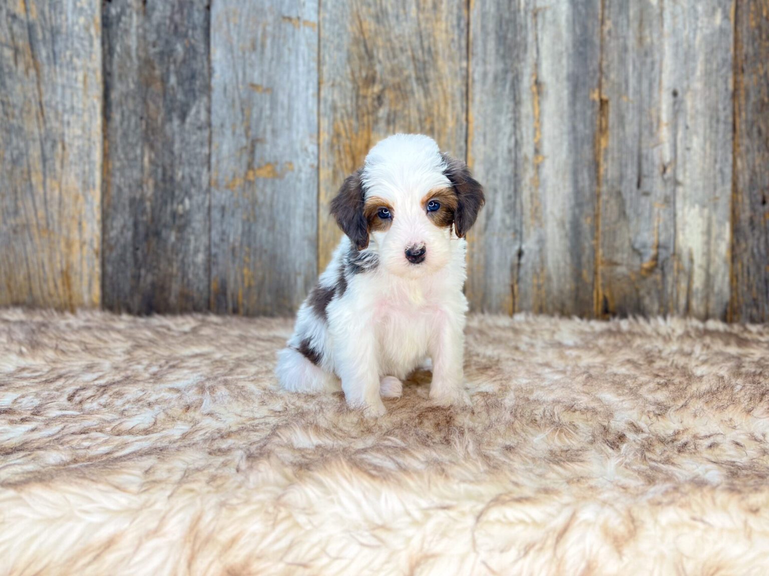 I am just a tiny baby and would love to join your family soon! Of course, you can’t see how cute and curly I will be when I get older, so the Dog Club will send updated photos when I am about 6 to 7 weeks old, if you choose to adopt me. Infant puppy deposits are refundable or transferrable.