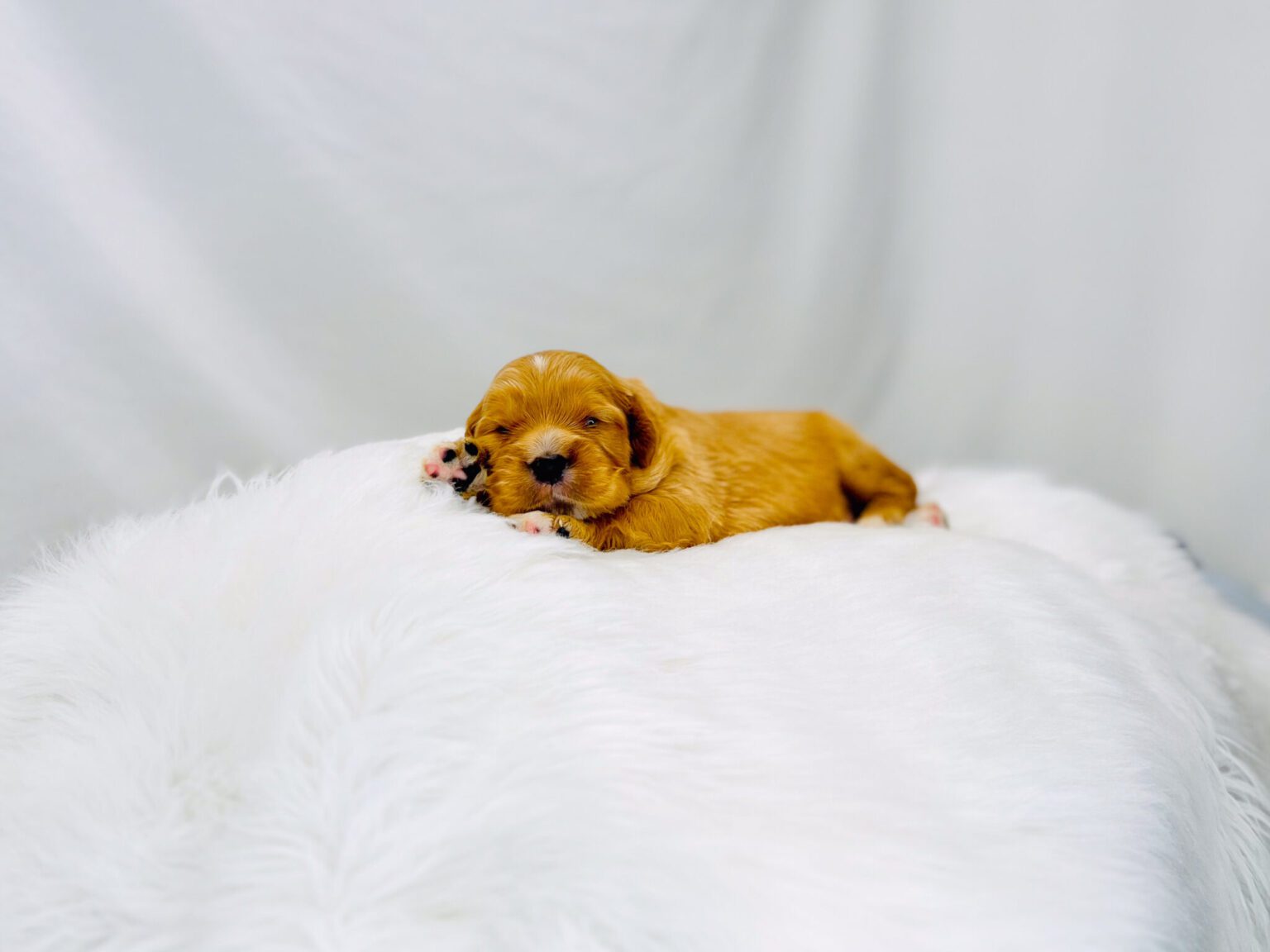 I am just a tiny baby and would love to join your family soon! Of course, you can’t see how cute and curly I will be when I get older, so the Dog Club will send updated photos when I am about 6 to 7 weeks old, if you choose to adopt me. Infant puppy deposits are refundable or transferrable.