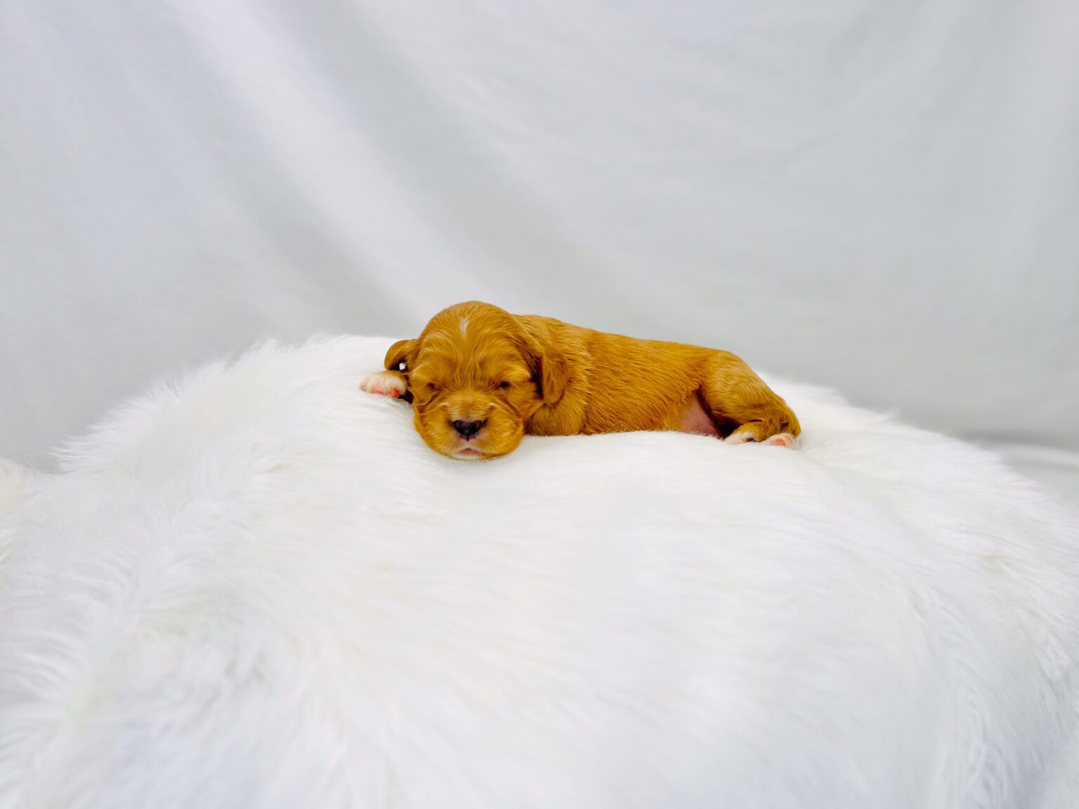 I am just a tiny baby and would love to join your family soon! Of course, you can’t see how cute and curly I will be when I get older, so the Dog Club will send updated photos when I am about 6 to 7 weeks old, if you choose to adopt me. Infant puppy deposits are refundable or transferrable.
