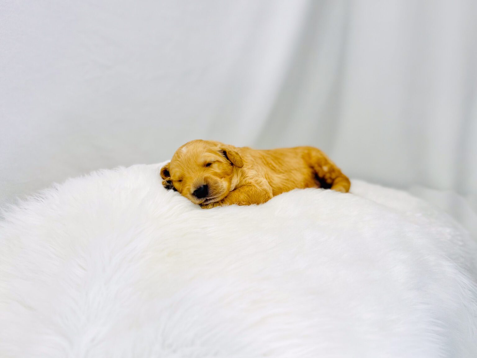 I am just a tiny baby and would love to join your family soon! Of course, you can’t see how cute and curly I will be when I get older, so the Dog Club will send updated photos when I am about 6 to 7 weeks old, if you choose to adopt me. Infant puppy deposits are refundable or transferrable.