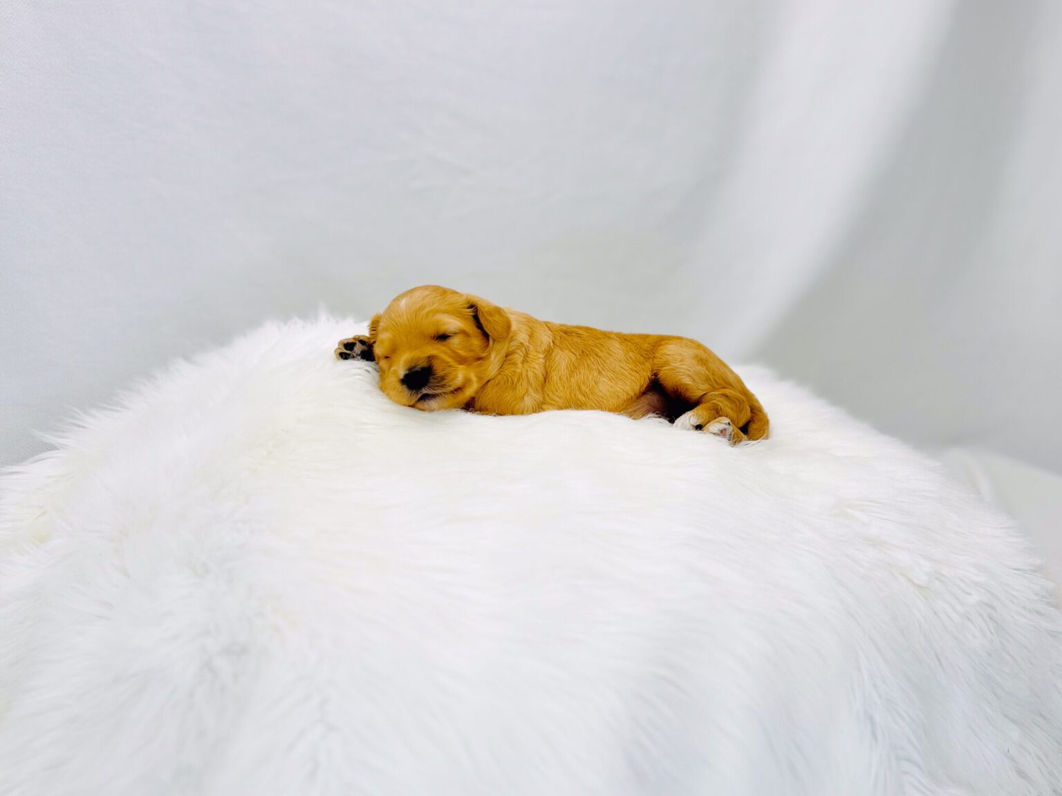 I am just a tiny baby and would love to join your family soon! Of course, you can’t see how cute and curly I will be when I get older, so the Dog Club will send updated photos when I am about 6 to 7 weeks old, if you choose to adopt me. Infant puppy deposits are refundable or transferrable.