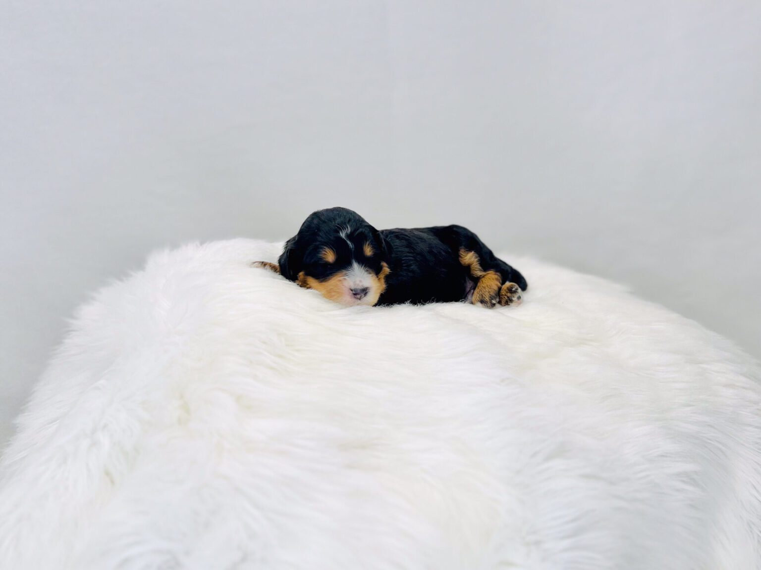 I am just a tiny baby and would love to join your family soon! Of course, you can’t see how cute and curly I will be when I get older, so the Dog Club will send updated photos when I am about 6 to 7 weeks old, if you choose to adopt me. Infant puppy deposits are refundable or transferrable.