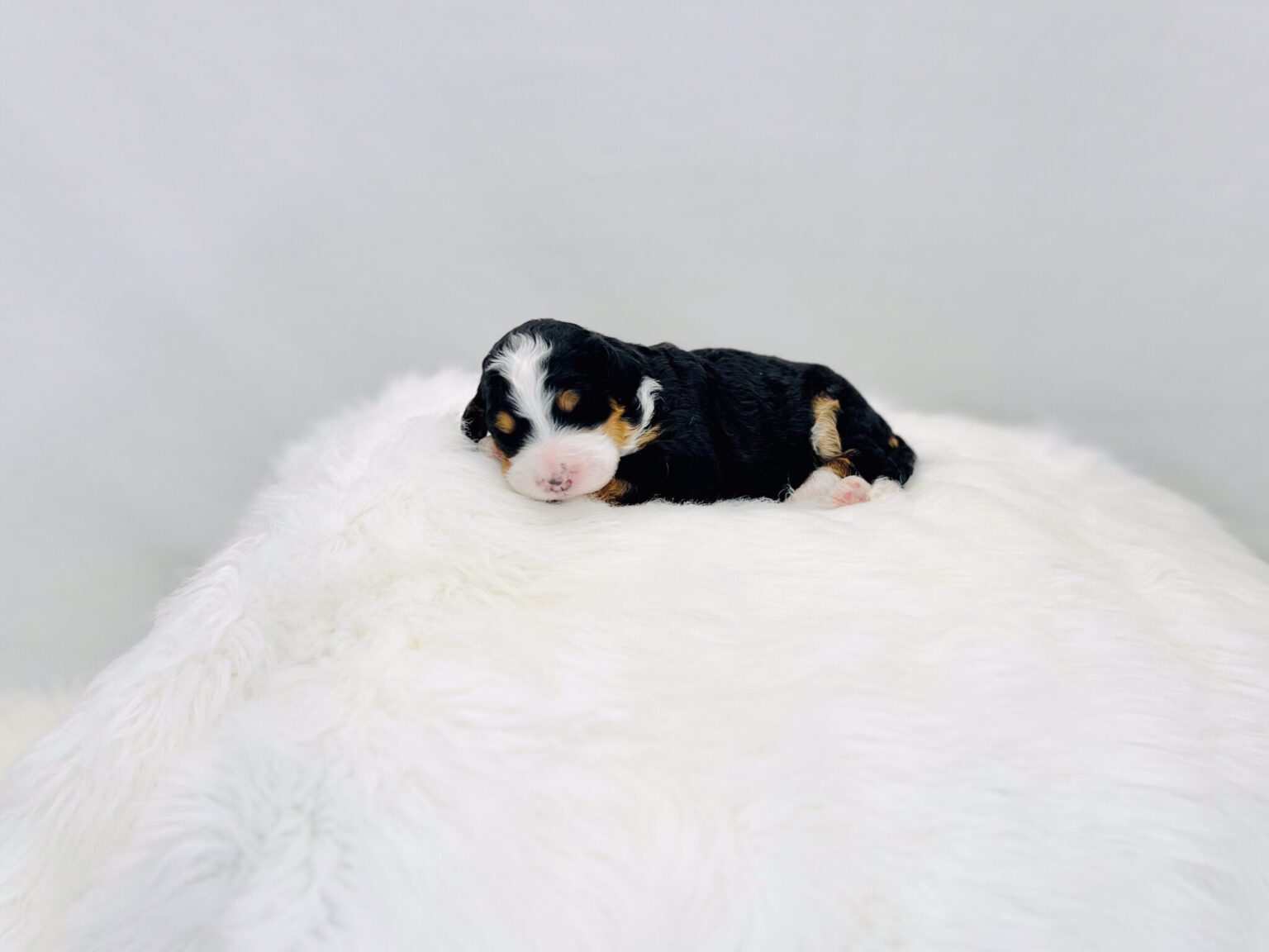 I am just a tiny baby and would love to join your family soon! Of course, you can’t see how cute and curly I will be when I get older, so the Dog Club will send updated photos when I am about 6 to 7 weeks old, if you choose to adopt me. Infant puppy deposits are refundable or transferrable.