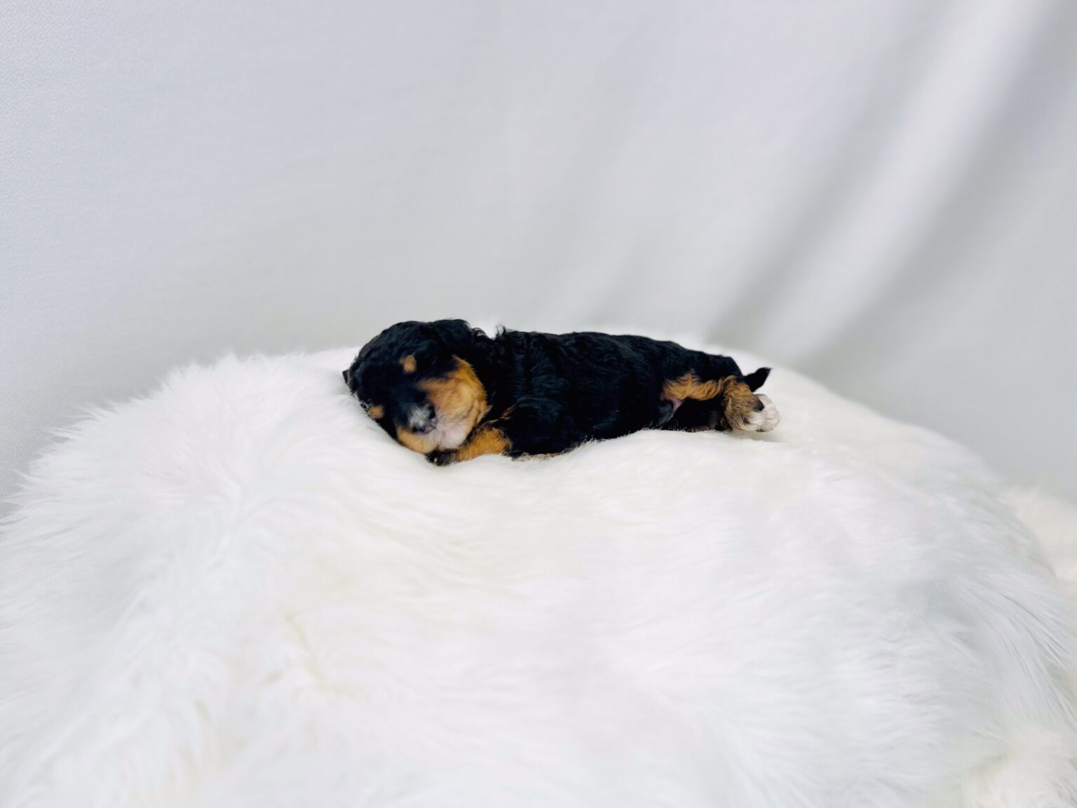 I am just a tiny baby and would love to join your family soon! Of course, you can’t see how cute and curly I will be when I get older, so the Dog Club will send updated photos when I am about 6 to 7 weeks old, if you choose to adopt me. Infant puppy deposits are refundable or transferrable.