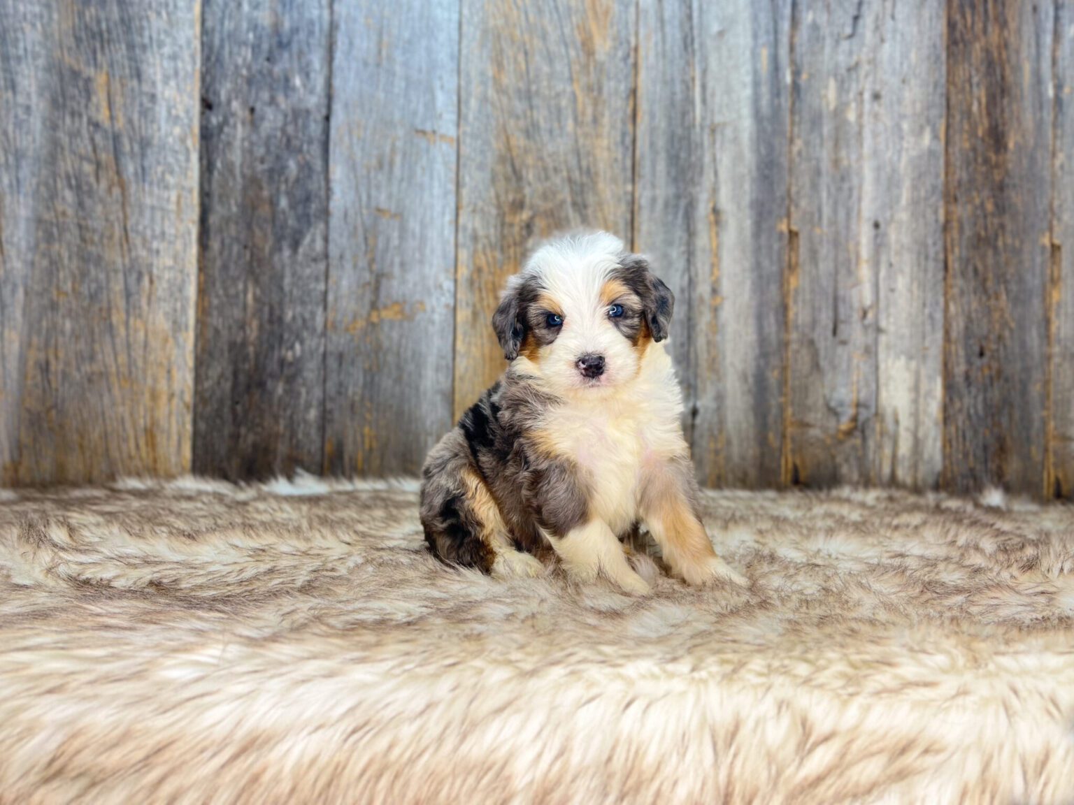 I am just a tiny baby and would love to join your family soon! Of course, you can’t see how cute and curly I will be when I get older, so the Dog Club will send updated photos when I am about 6 to 7 weeks old, if you choose to adopt me. Infant puppy deposits are refundable or transferrable.
