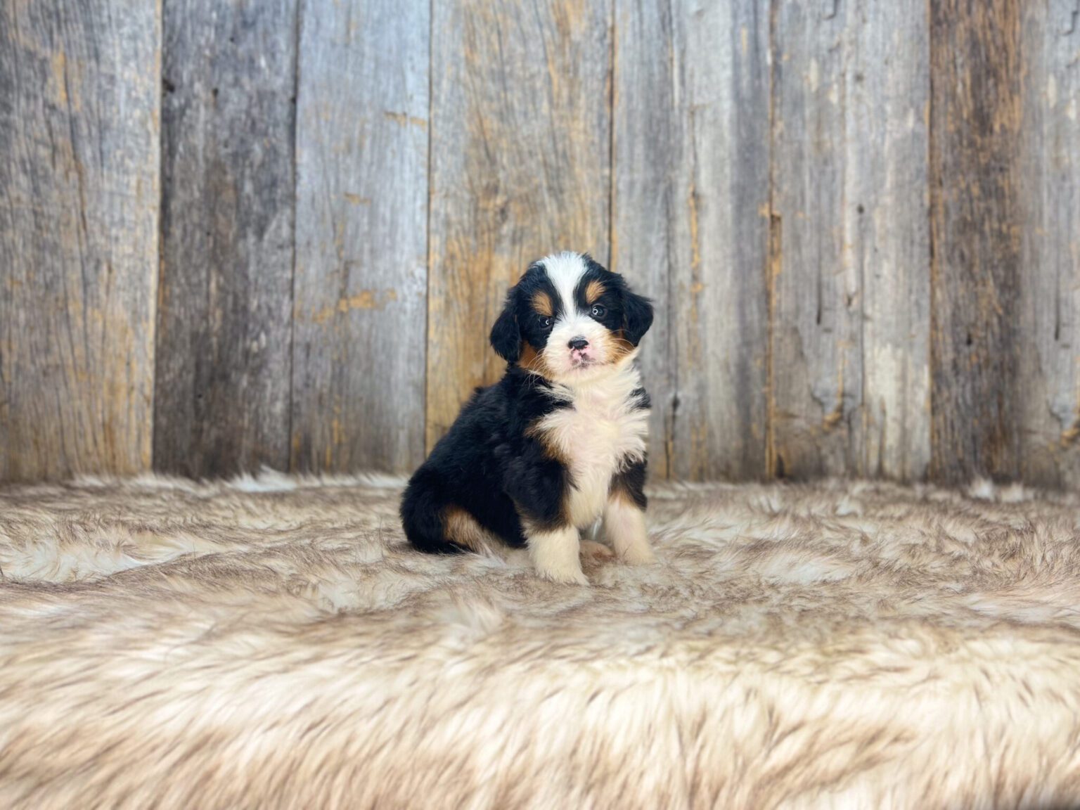 I am just a tiny baby and would love to join your family soon! Of course, you can’t see how cute and curly I will be when I get older, so the Dog Club will send updated photos when I am about 6 to 7 weeks old, if you choose to adopt me. Infant puppy deposits are refundable or transferrable.