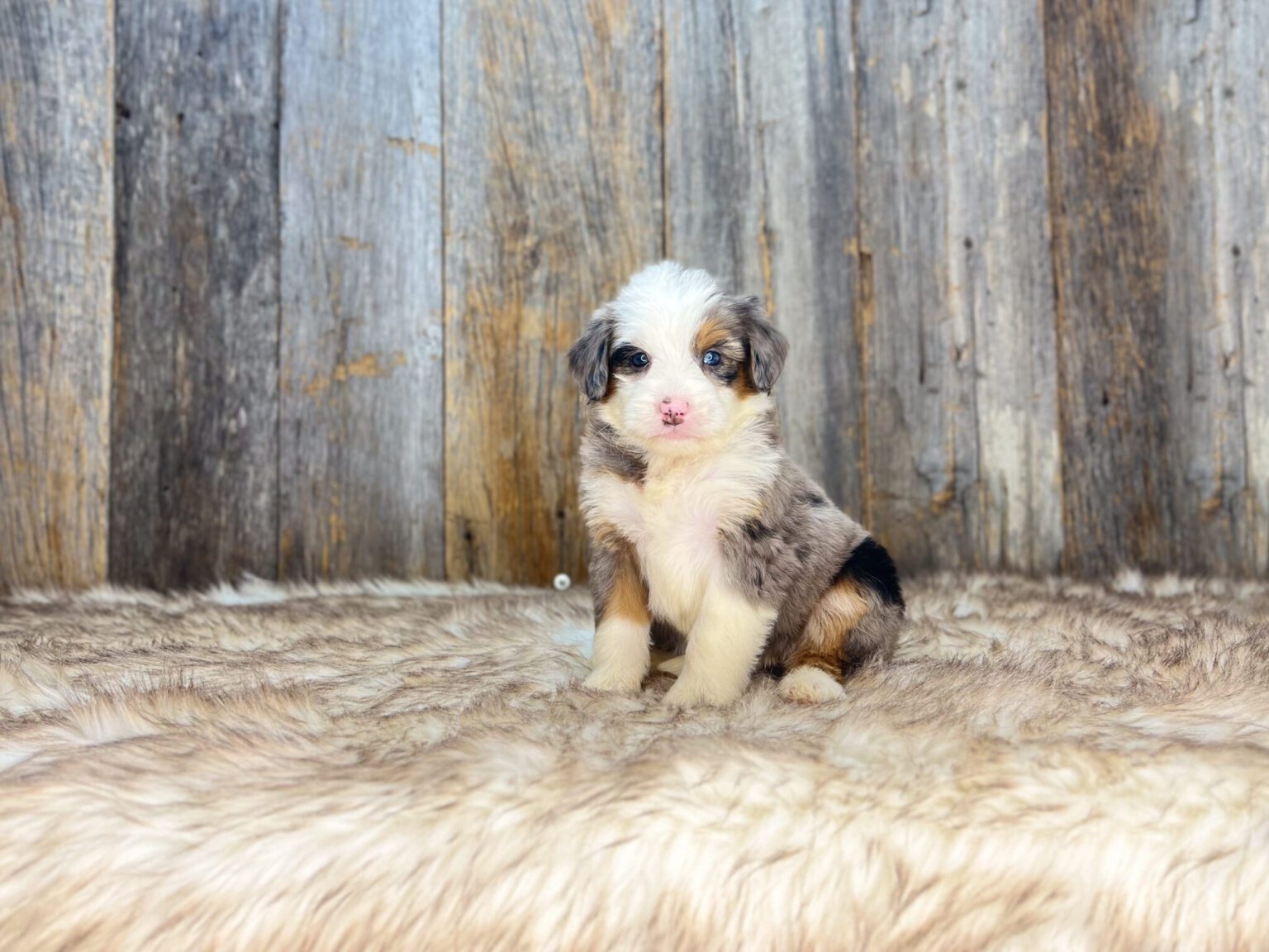 I am just a tiny baby and would love to join your family soon! Of course, you can’t see how cute and curly I will be when I get older, so the Dog Club will send updated photos when I am about 6 to 7 weeks old, if you choose to adopt me. Infant puppy deposits are refundable or transferrable.