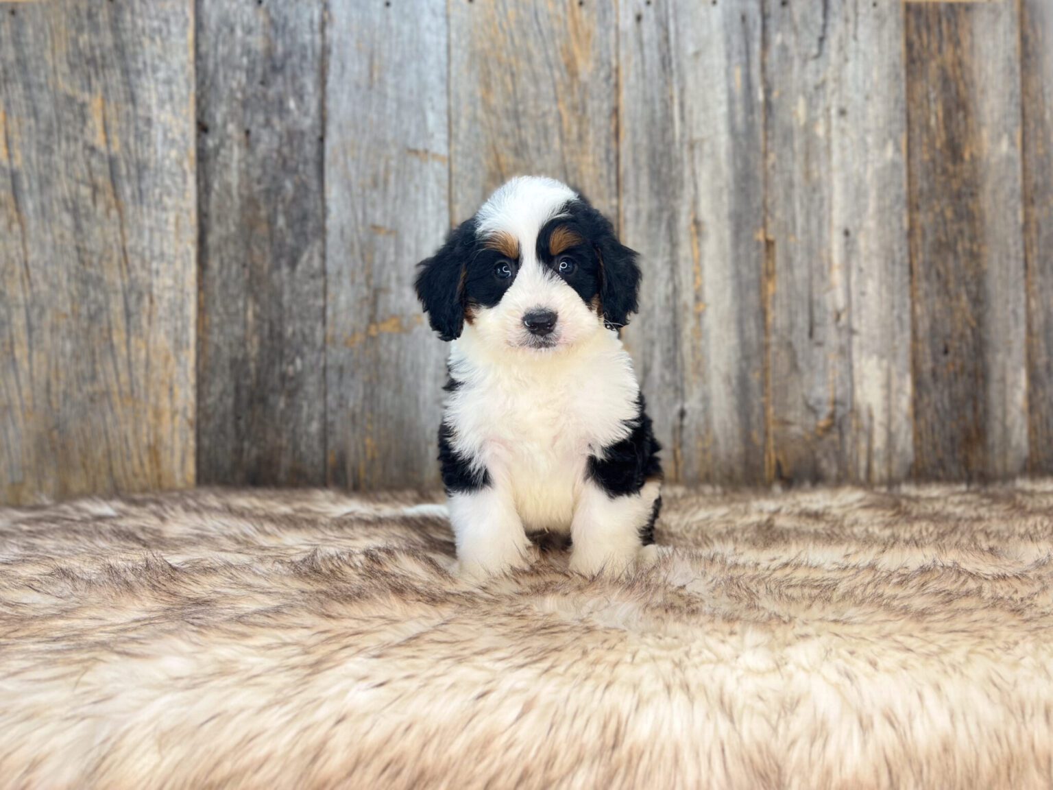 I am just a tiny baby and would love to join your family soon! Of course, you can’t see how cute and curly I will be when I get older, so the Dog Club will send updated photos when I am about 6 to 7 weeks old, if you choose to adopt me. Infant puppy deposits are refundable or transferrable.