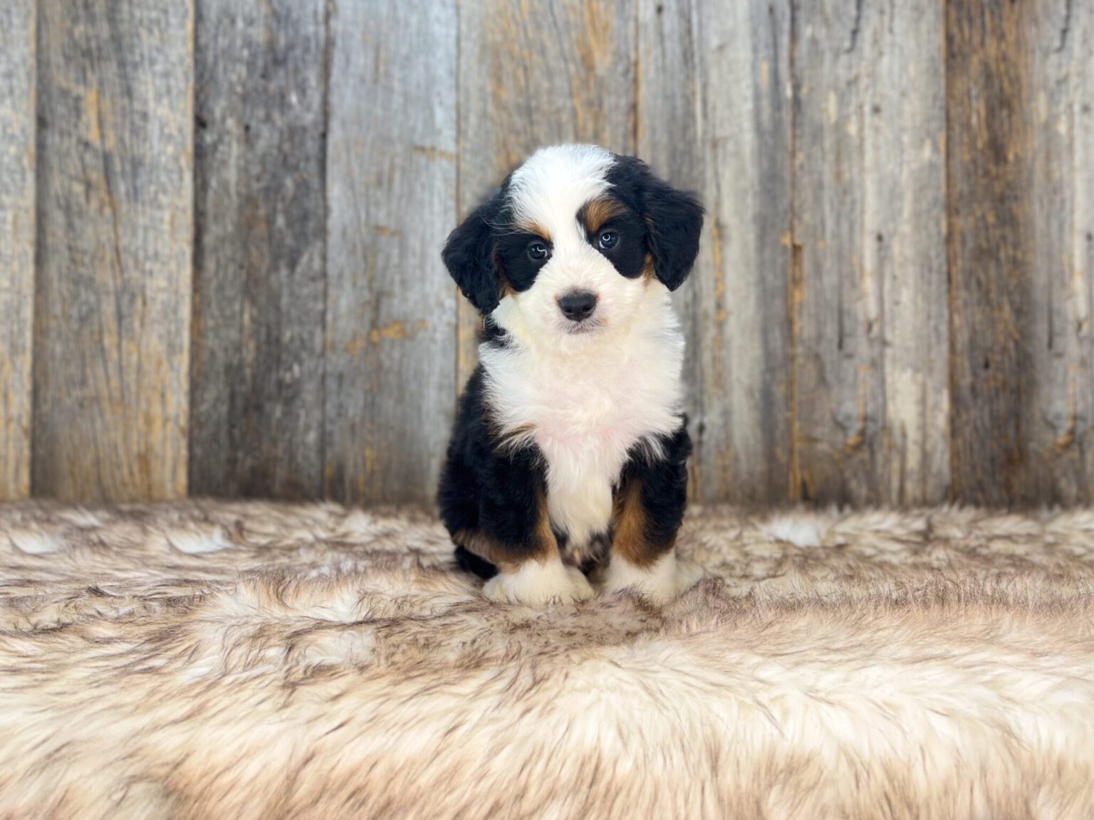 I am just a tiny baby and would love to join your family soon! Of course, you can’t see how cute and curly I will be when I get older, so the Dog Club will send updated photos when I am about 6 to 7 weeks old, if you choose to adopt me. Infant puppy deposits are refundable or transferrable.