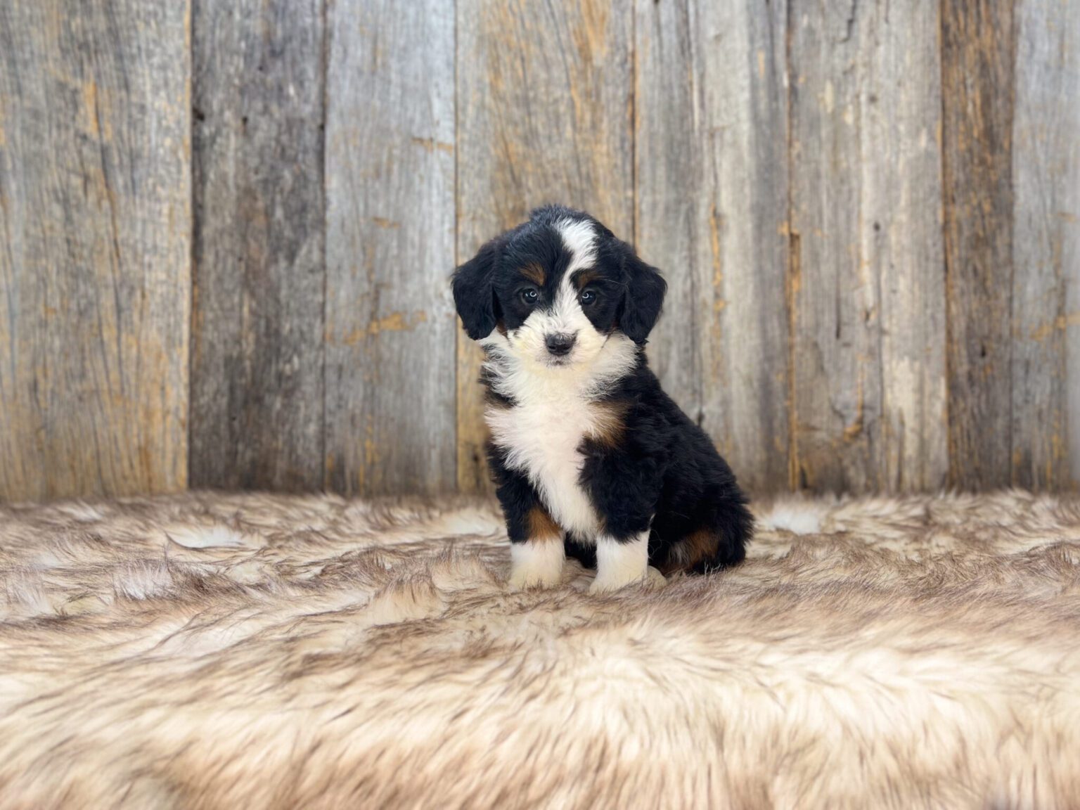 I am just a tiny baby and would love to join your family soon! Of course, you can’t see how cute and curly I will be when I get older, so the Dog Club will send updated photos when I am about 6 to 7 weeks old, if you choose to adopt me. Infant puppy deposits are refundable or transferrable.