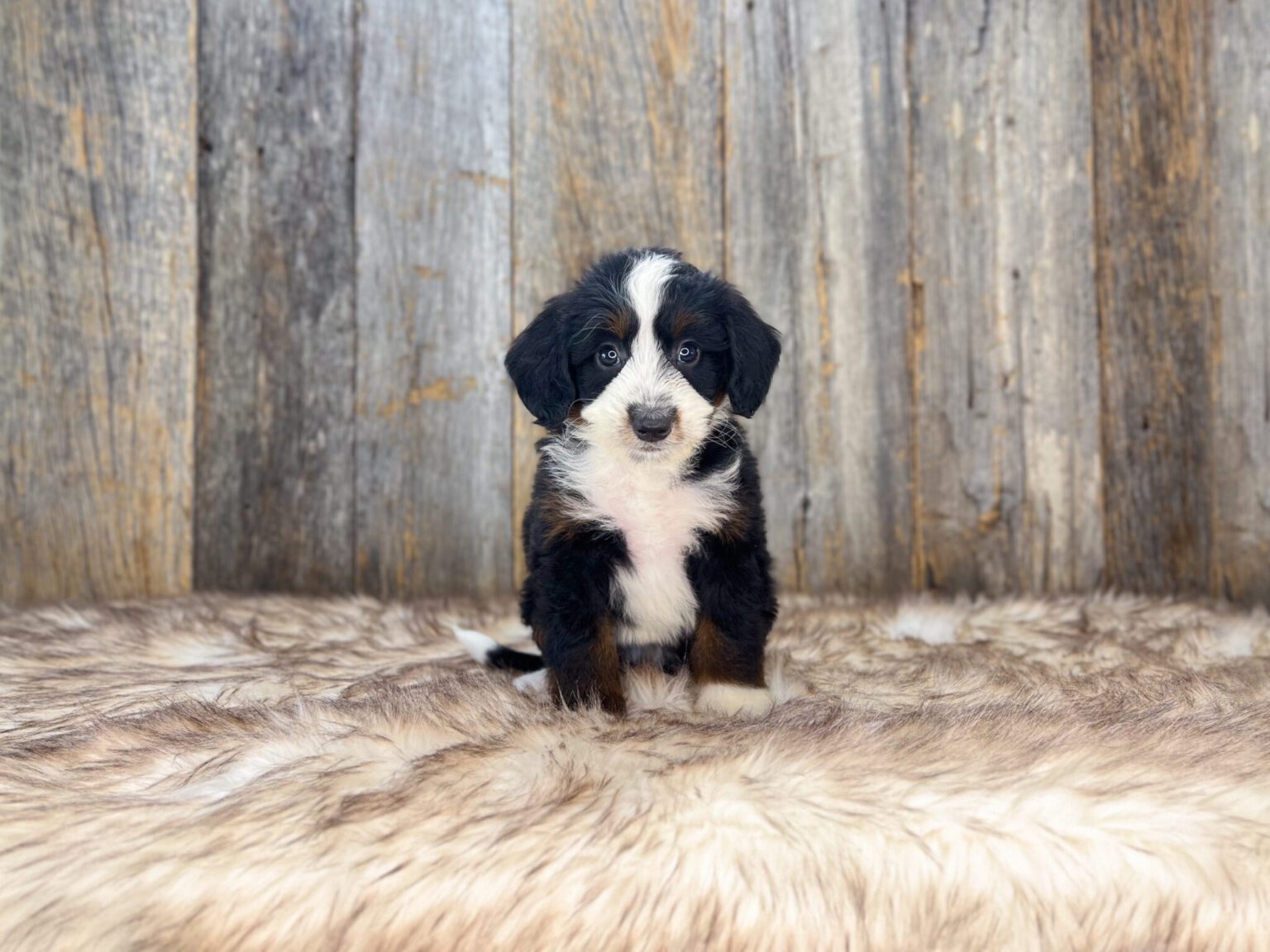 I am just a tiny baby and would love to join your family soon! Of course, you can’t see how cute and curly I will be when I get older, so the Dog Club will send updated photos when I am about 6 to 7 weeks old, if you choose to adopt me. Infant puppy deposits are refundable or transferrable.