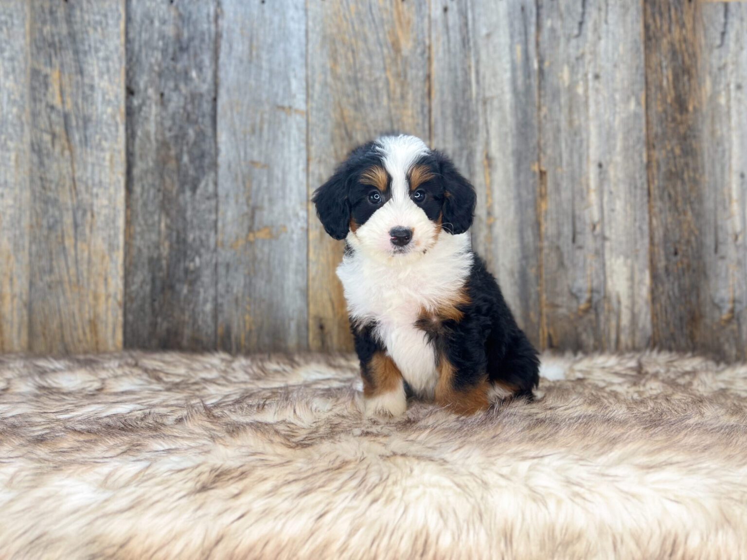 I am just a tiny baby and would love to join your family soon! Of course, you can’t see how cute and curly I will be when I get older, so the Dog Club will send updated photos when I am about 6 to 7 weeks old, if you choose to adopt me. Infant puppy deposits are refundable or transferrable.