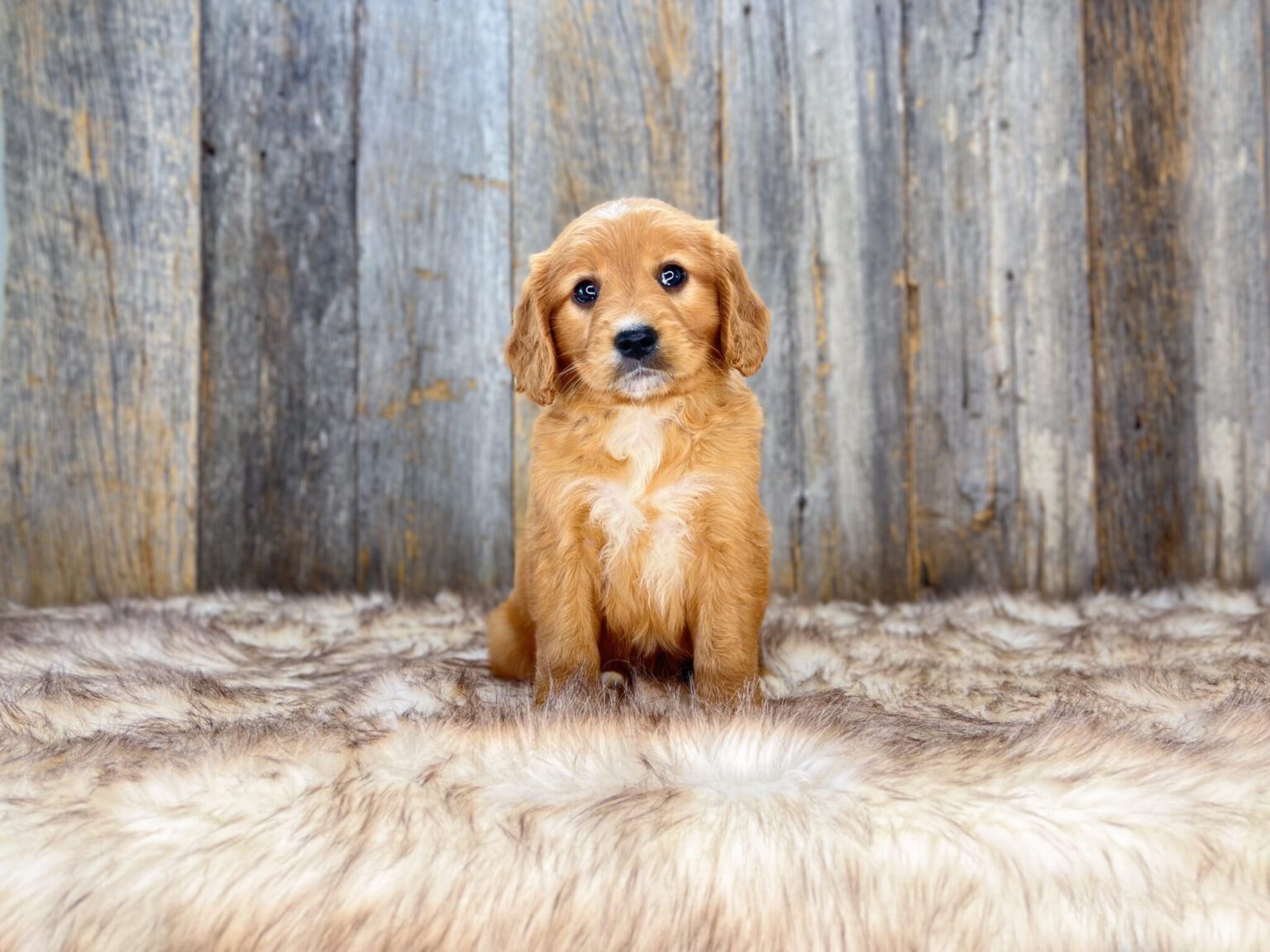 I am just a tiny baby and would love to join your family soon! Of course, you can’t see how cute and curly I will be when I get older, so the Dog Club will send updated photos when I am about 6 to 7 weeks old, if you choose to adopt me. Infant puppy deposits are refundable or transferrable.