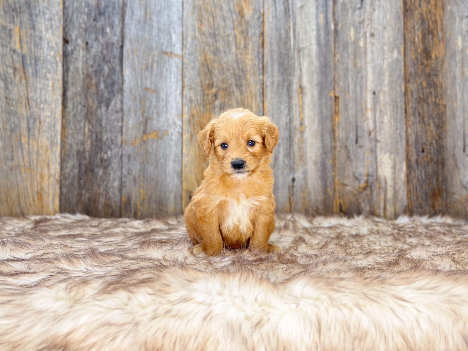 I am just a tiny baby and would love to join your family soon! Of course, you can’t see how cute and curly I will be when I get older, so the Dog Club will send updated photos when I am about 6 to 7 weeks old, if you choose to adopt me. Infant puppy deposits are refundable or transferrable.