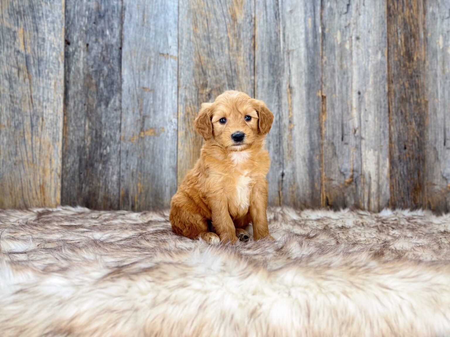 I am just a tiny baby and would love to join your family soon! Of course, you can’t see how cute and curly I will be when I get older, so the Dog Club will send updated photos when I am about 6 to 7 weeks old, if you choose to adopt me. Infant puppy deposits are refundable or transferrable.